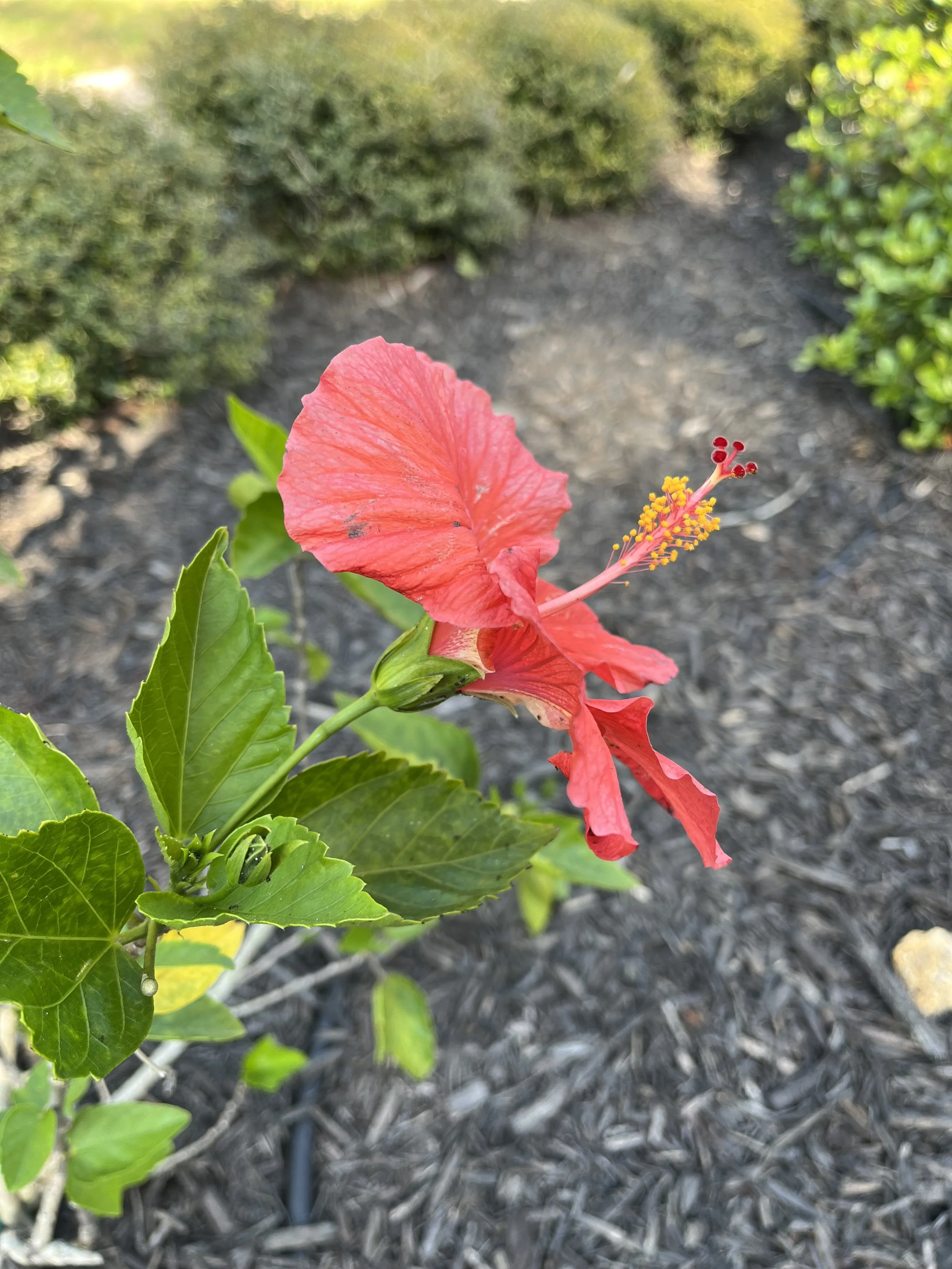 Exploring the Magic of Food Forests