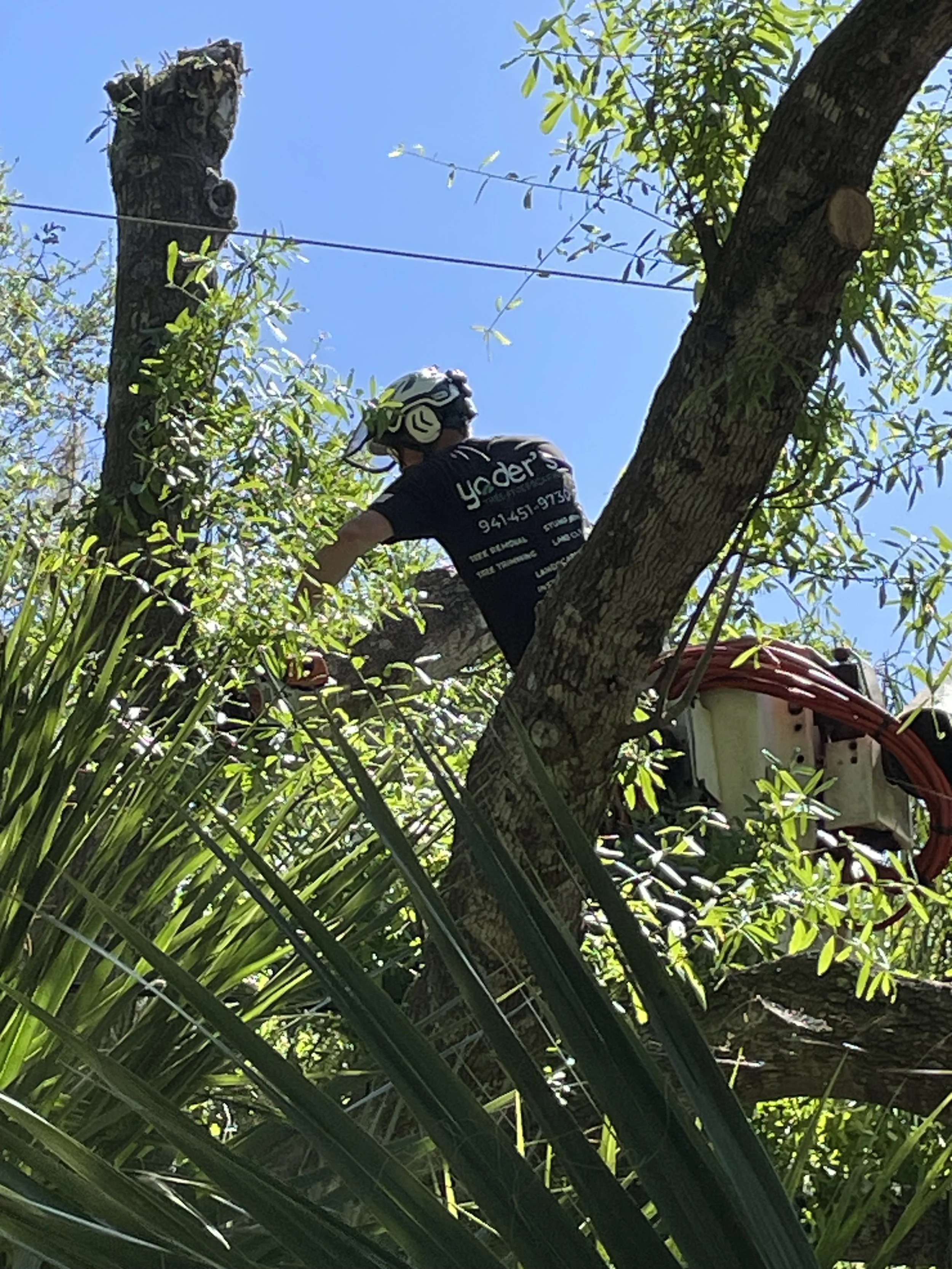 Deciding When to Remove a Tree: Understanding the Criteria and Considerations