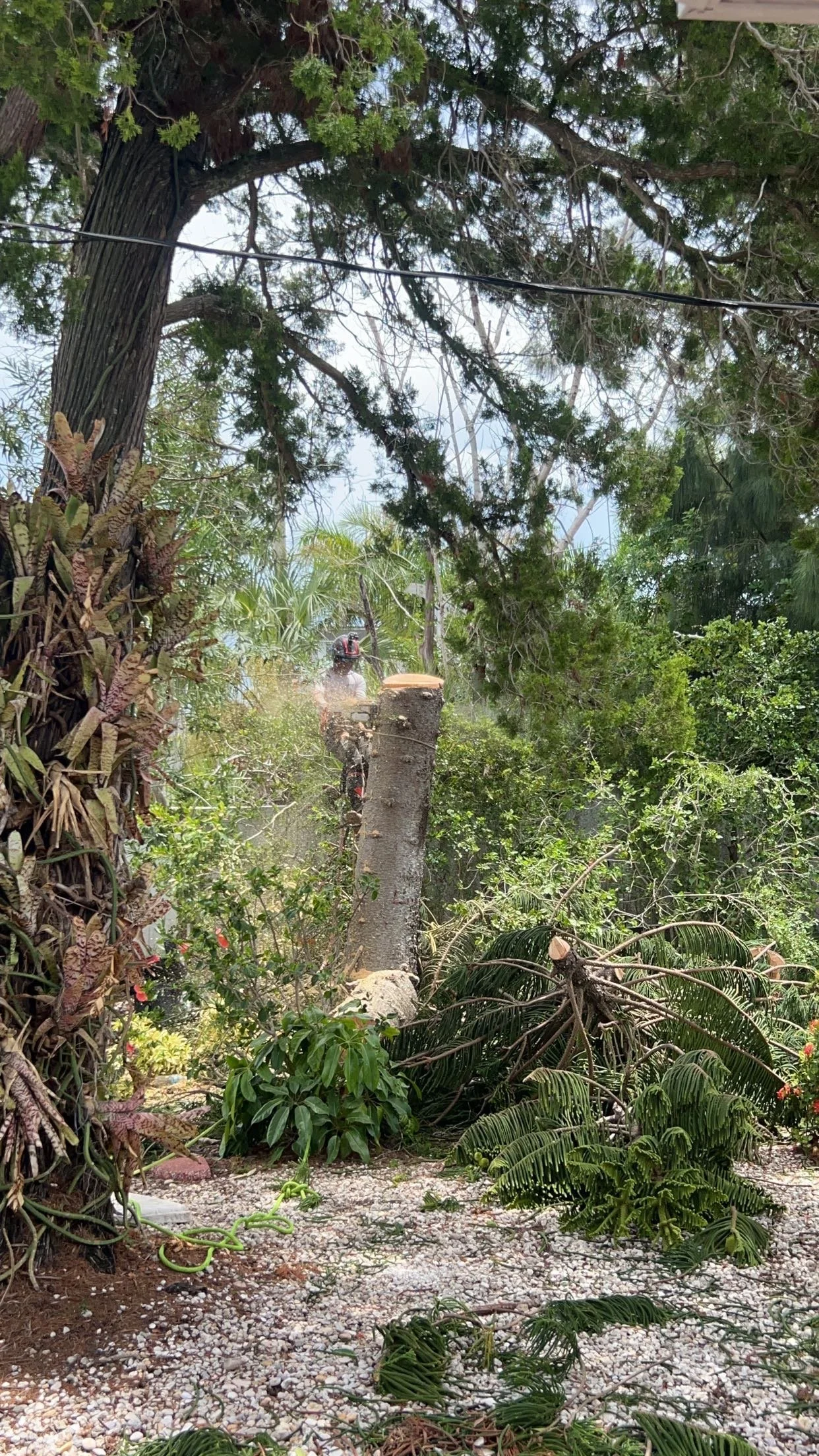 What we offer — Tree Service Sarasota, Bradenton, and Venice FL