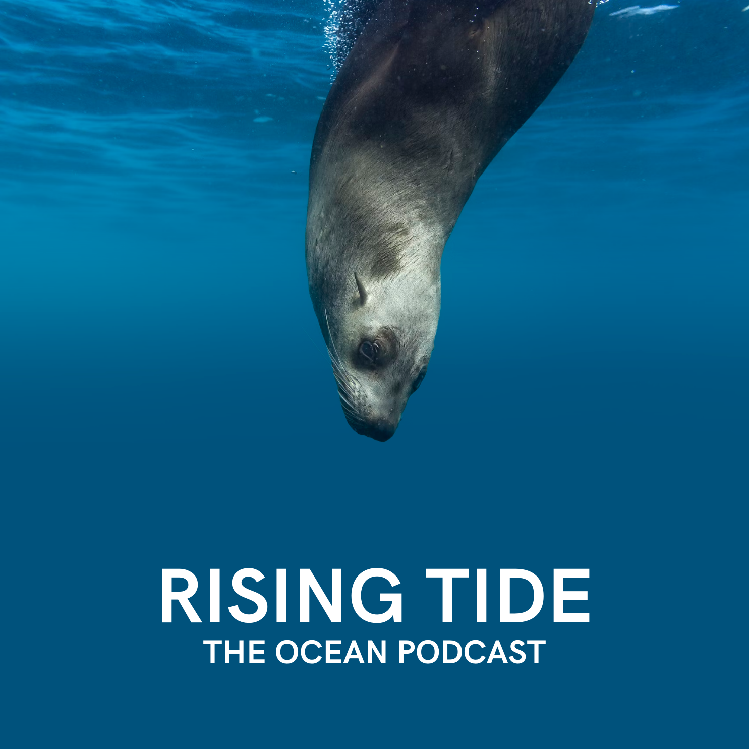 A Voice for the Ocean's Mammals