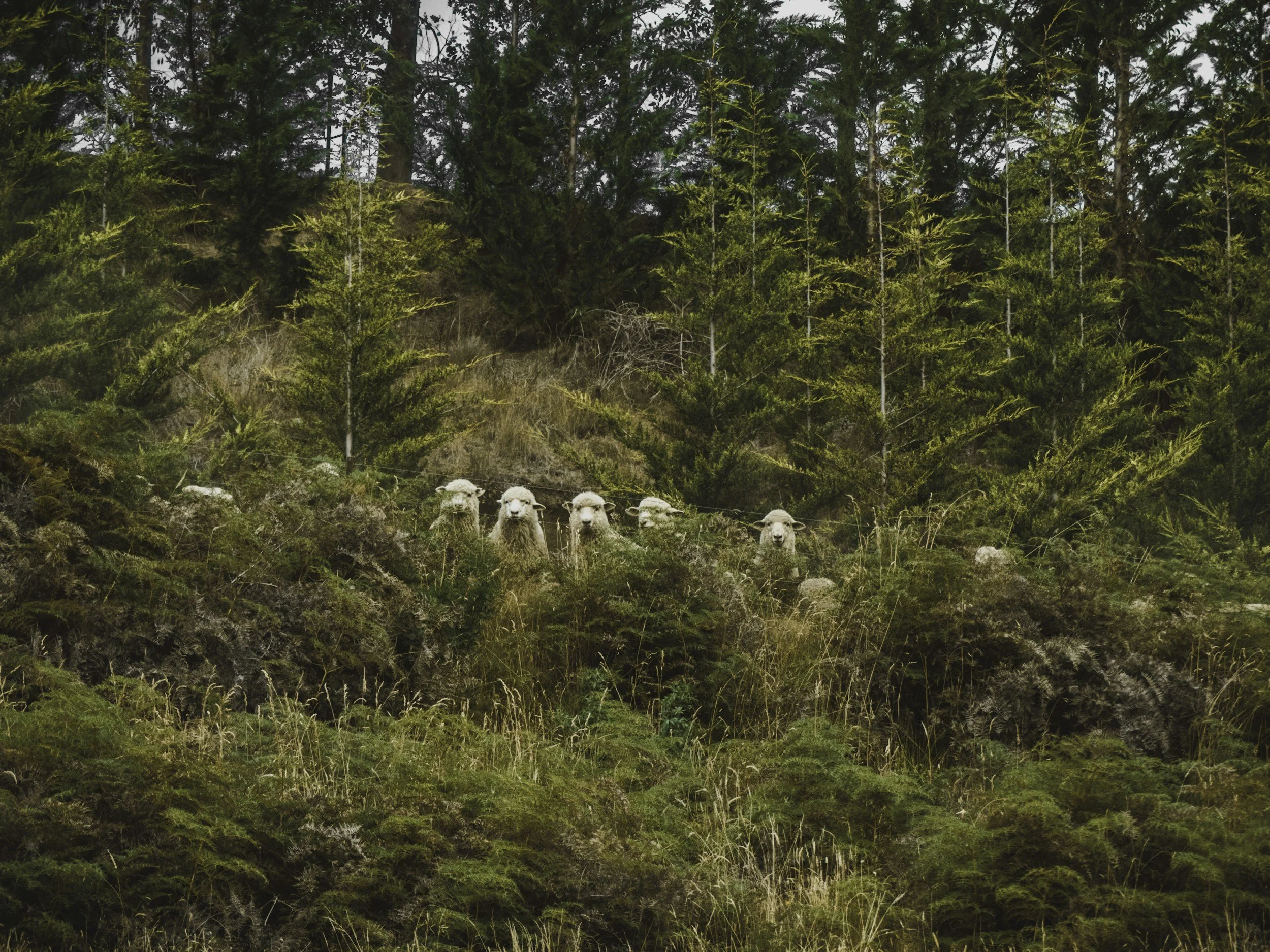 Herd of sheep looking down awkwardly