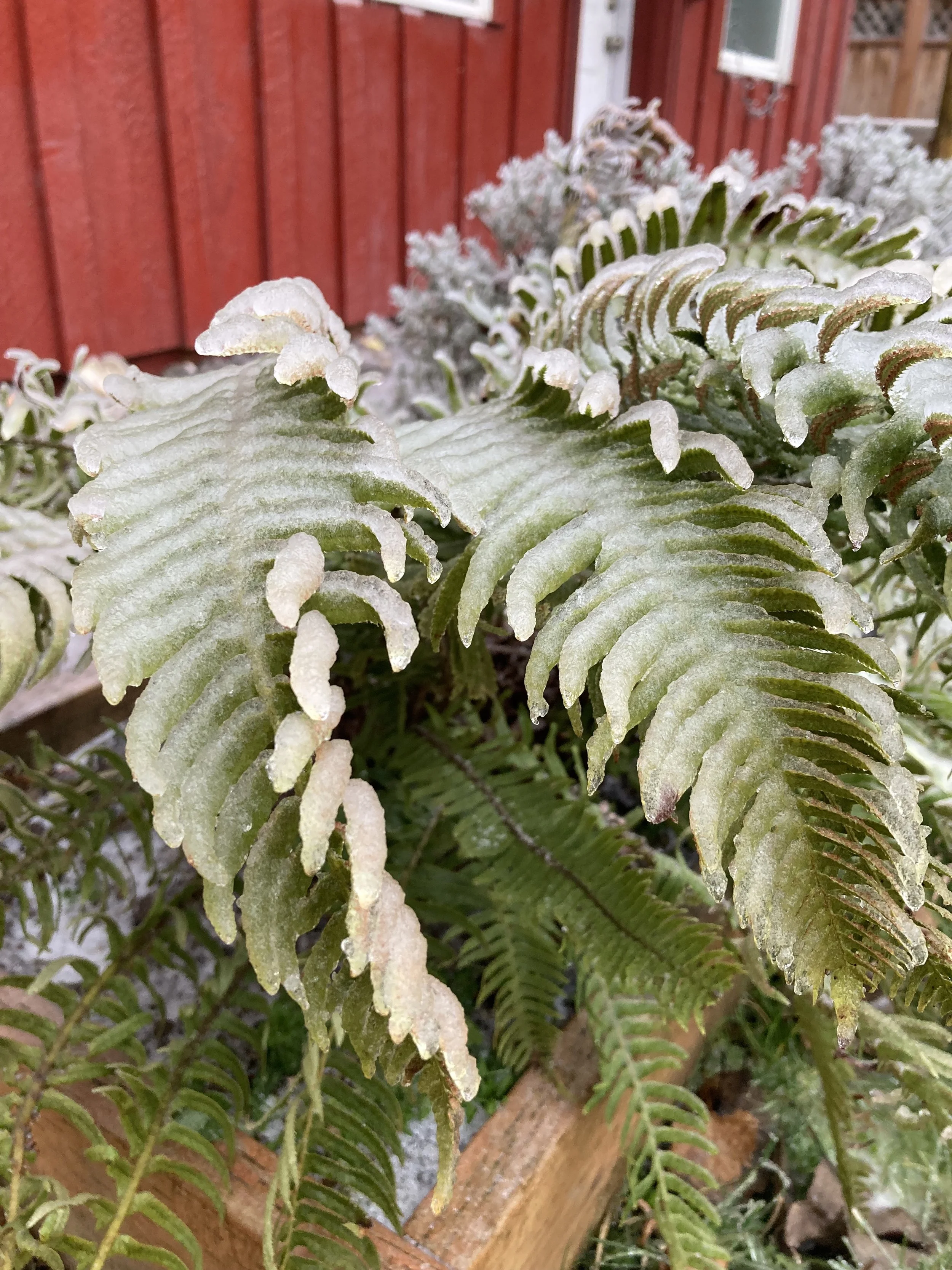 Close-up of green fern leaves covered in a thin layer of ice with a wooden fence background.