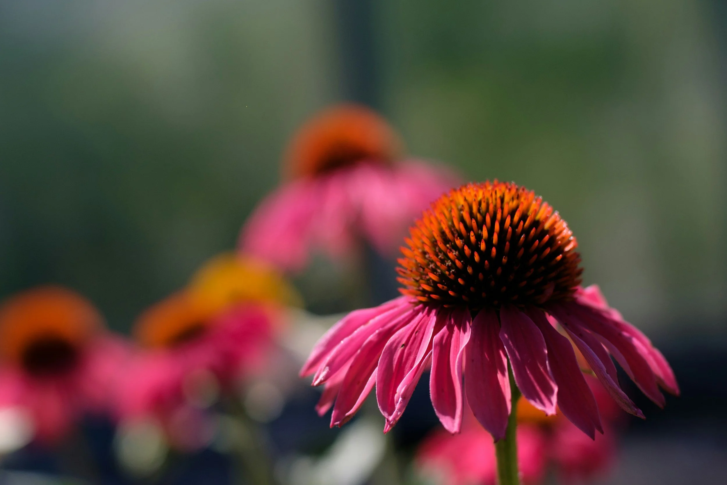 VRIJ De Alopecia Coach
