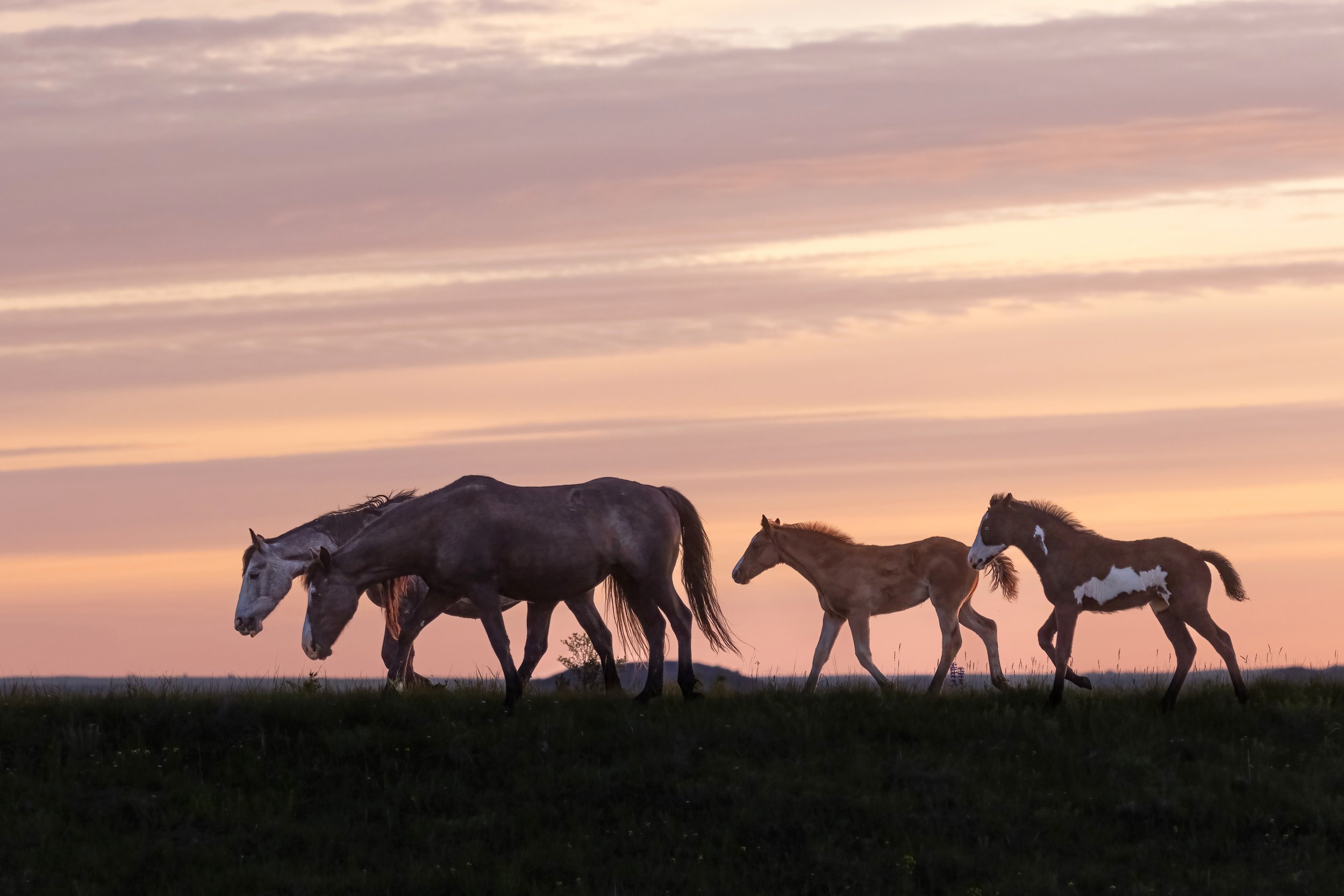 TRVL Overpacker Wheat - Lined with Wild Horses