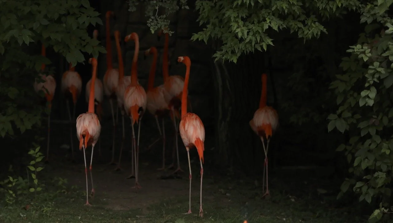 Flamingos by Tiegermann Photography. Print on canvas.