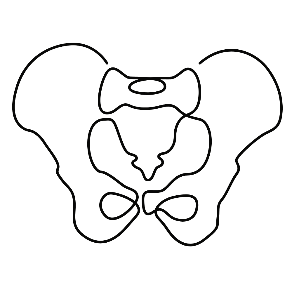 Line drawing of pelvic bone representing pelvic floor therapy using myofascial release in Tucson.