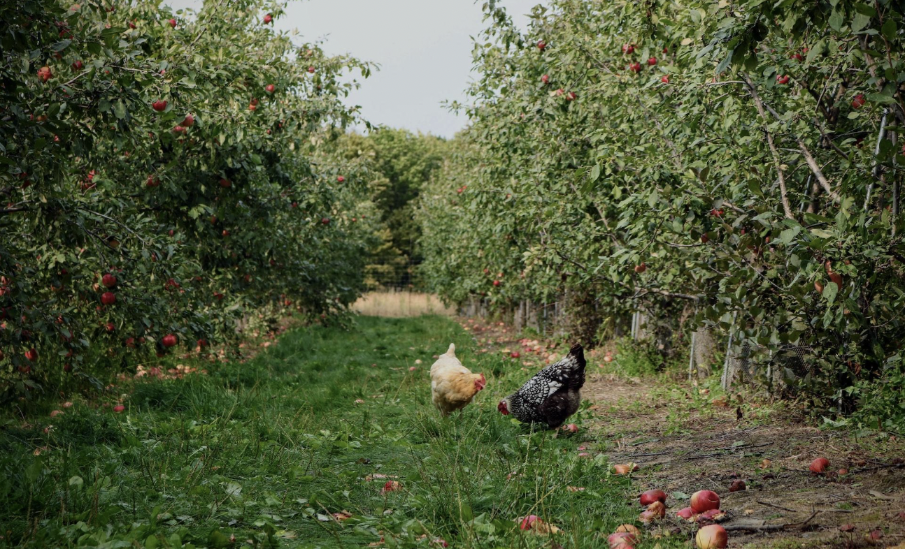 Community living in de natuur, waar mensen samen leven en bouwen
