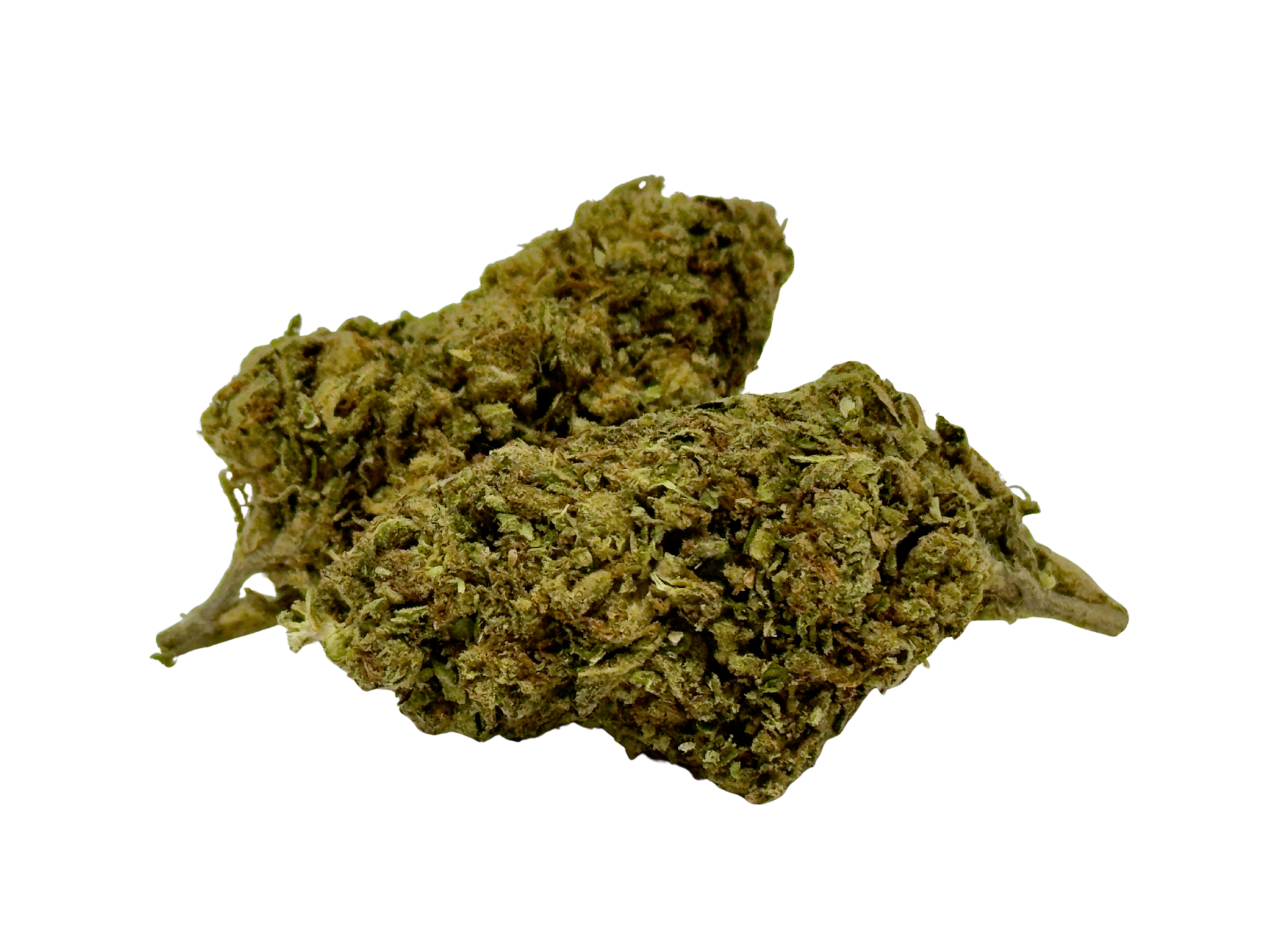 *NEW* GMO X GELATO 41  (Indica-Dominant)