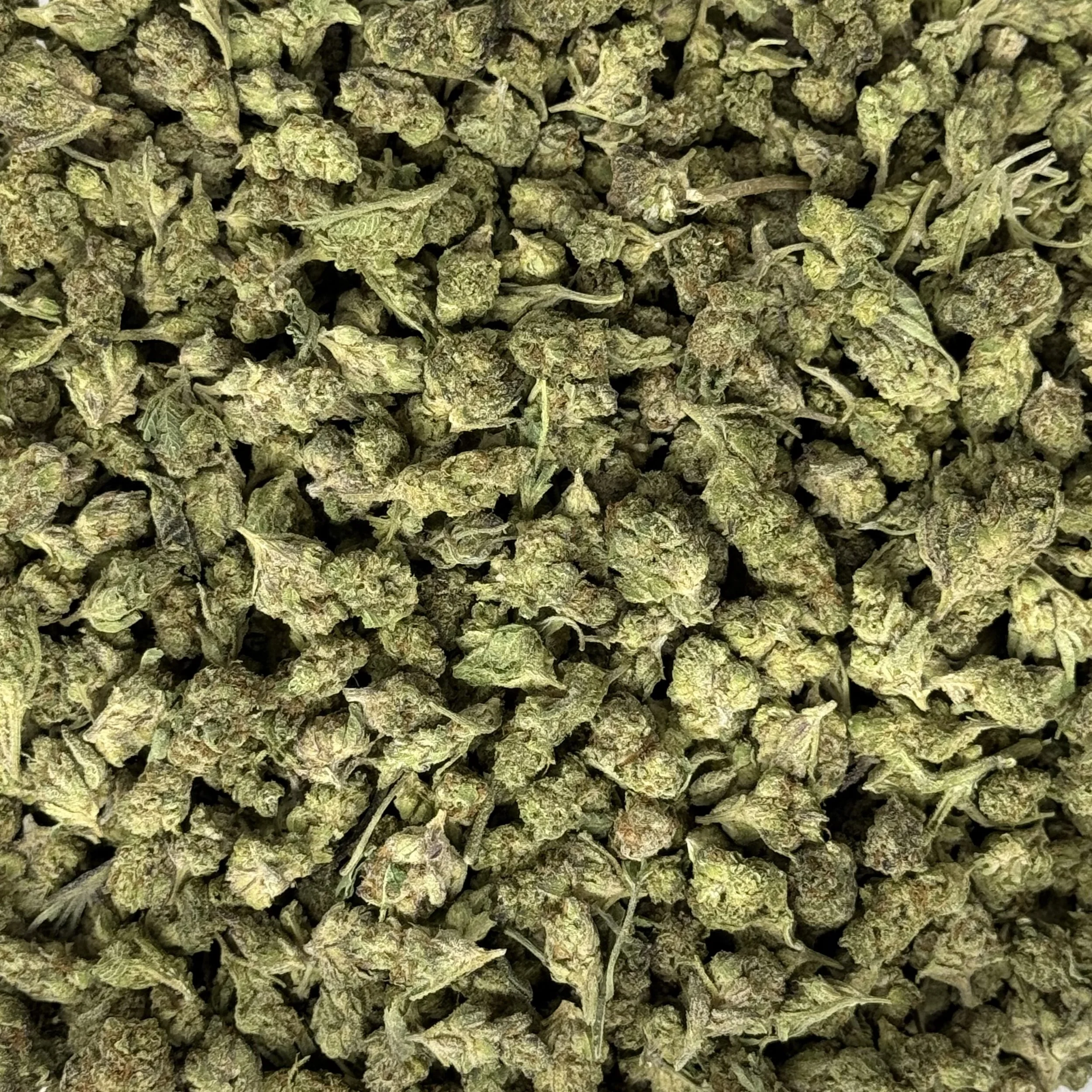 (NEW) ICC SMALLS - HYBRID