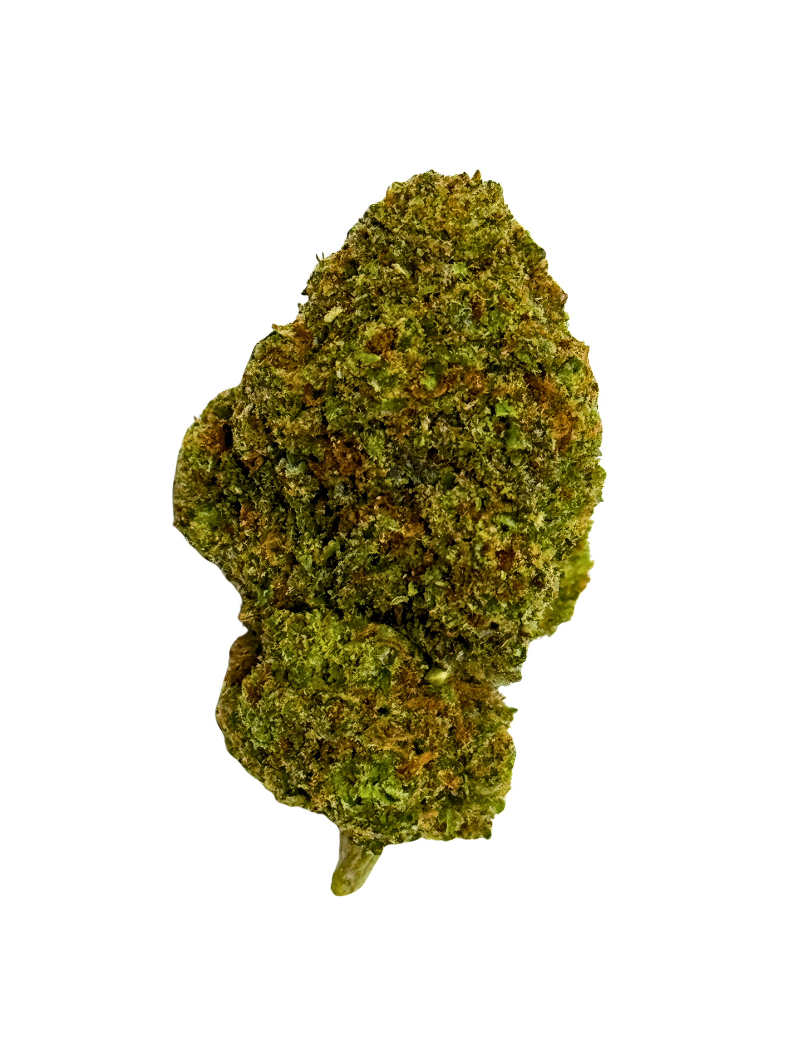 *NEW* SHIRLEY TEMPLE (Indica-Dominant)