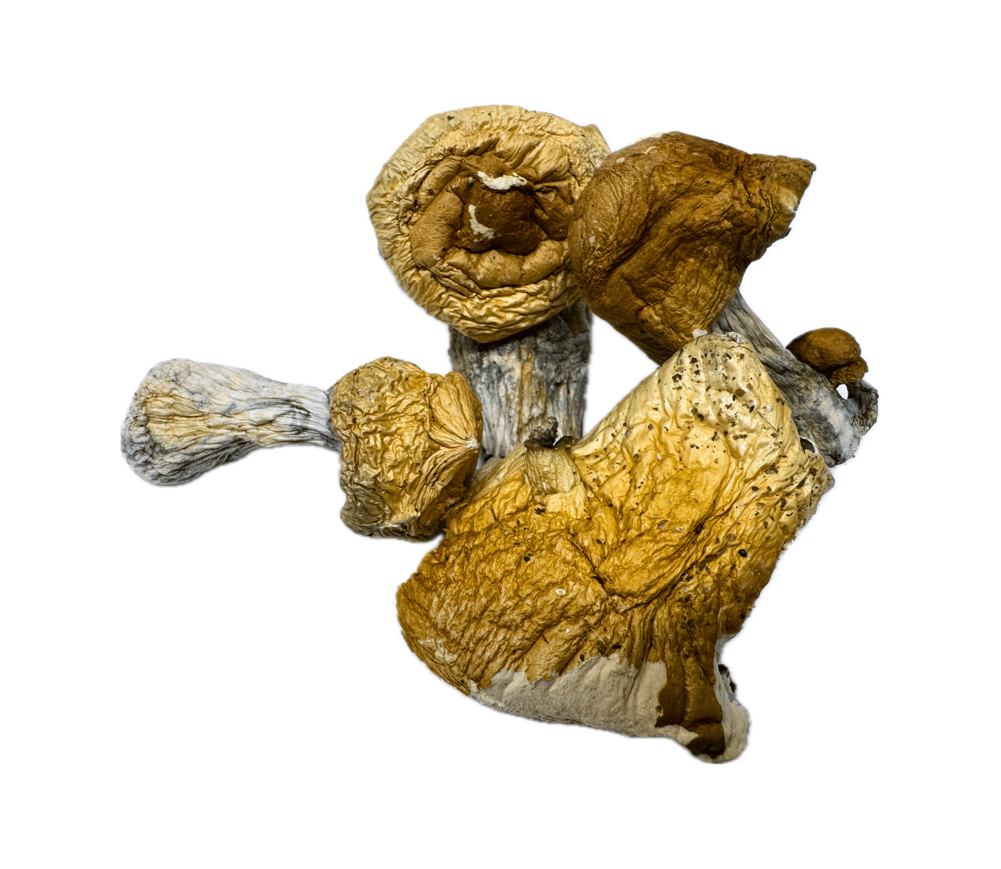 Old dirty penis.png
