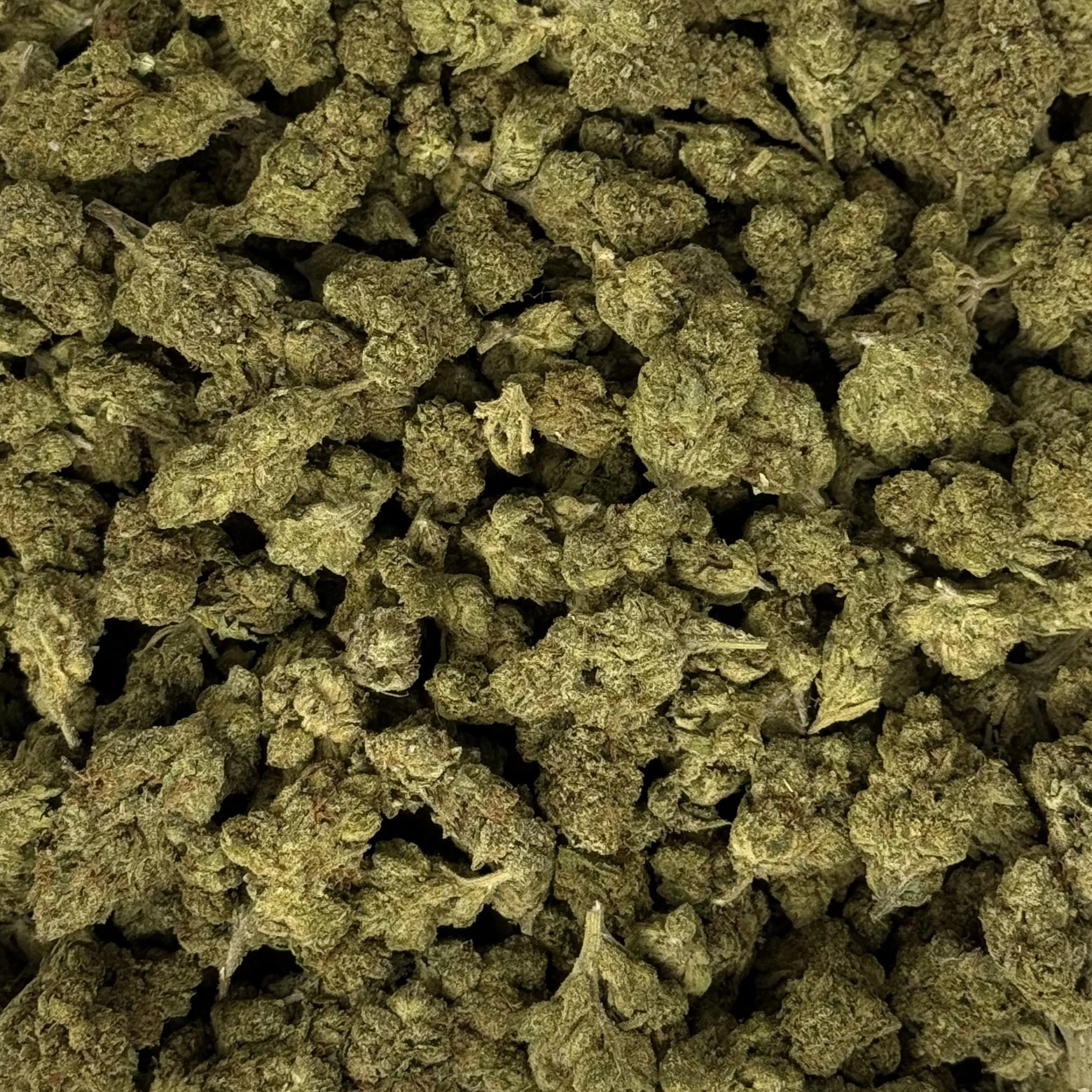 (NEW) MAMBO MG - HYBRID