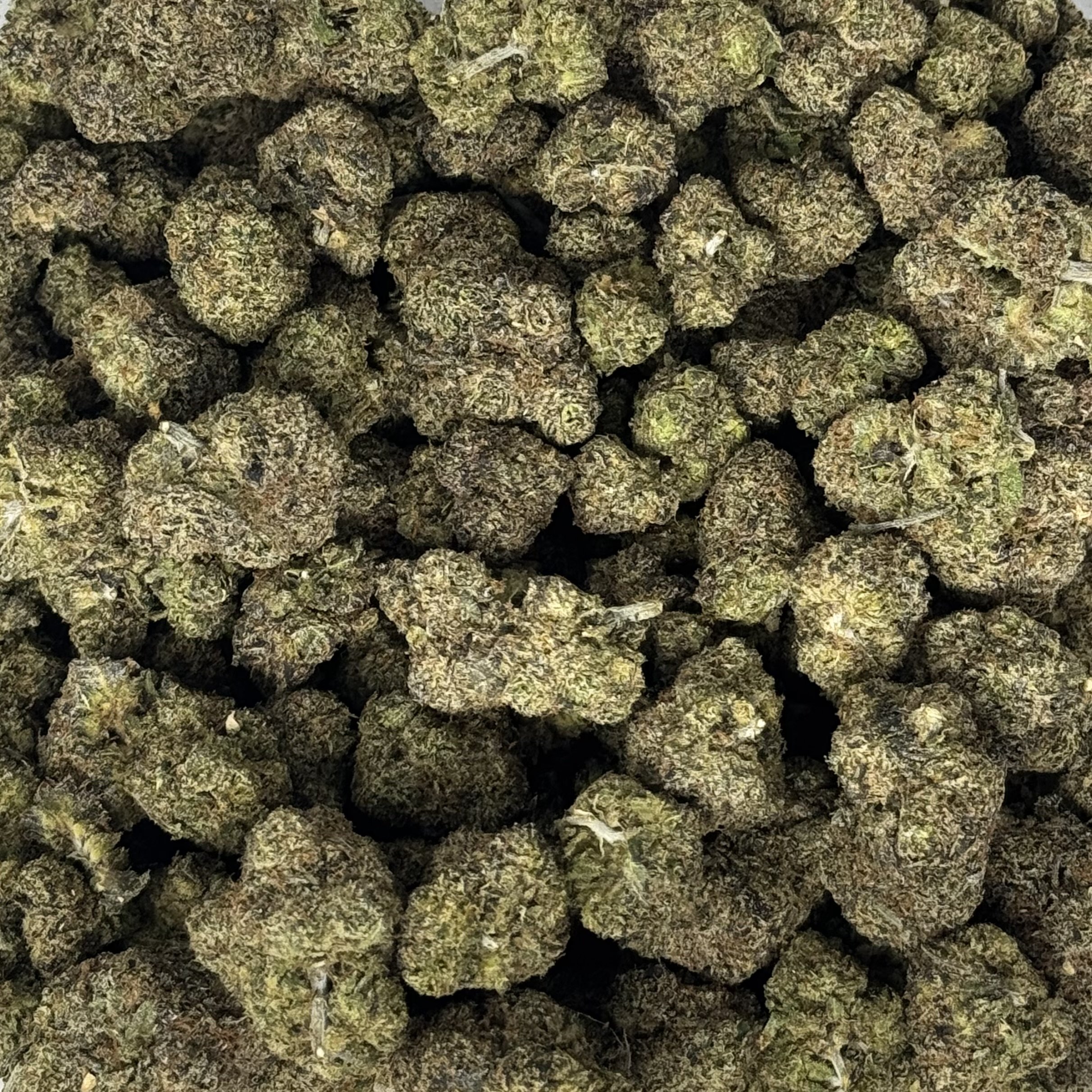 (NEW) LAMBS BREATHE - HYBRID