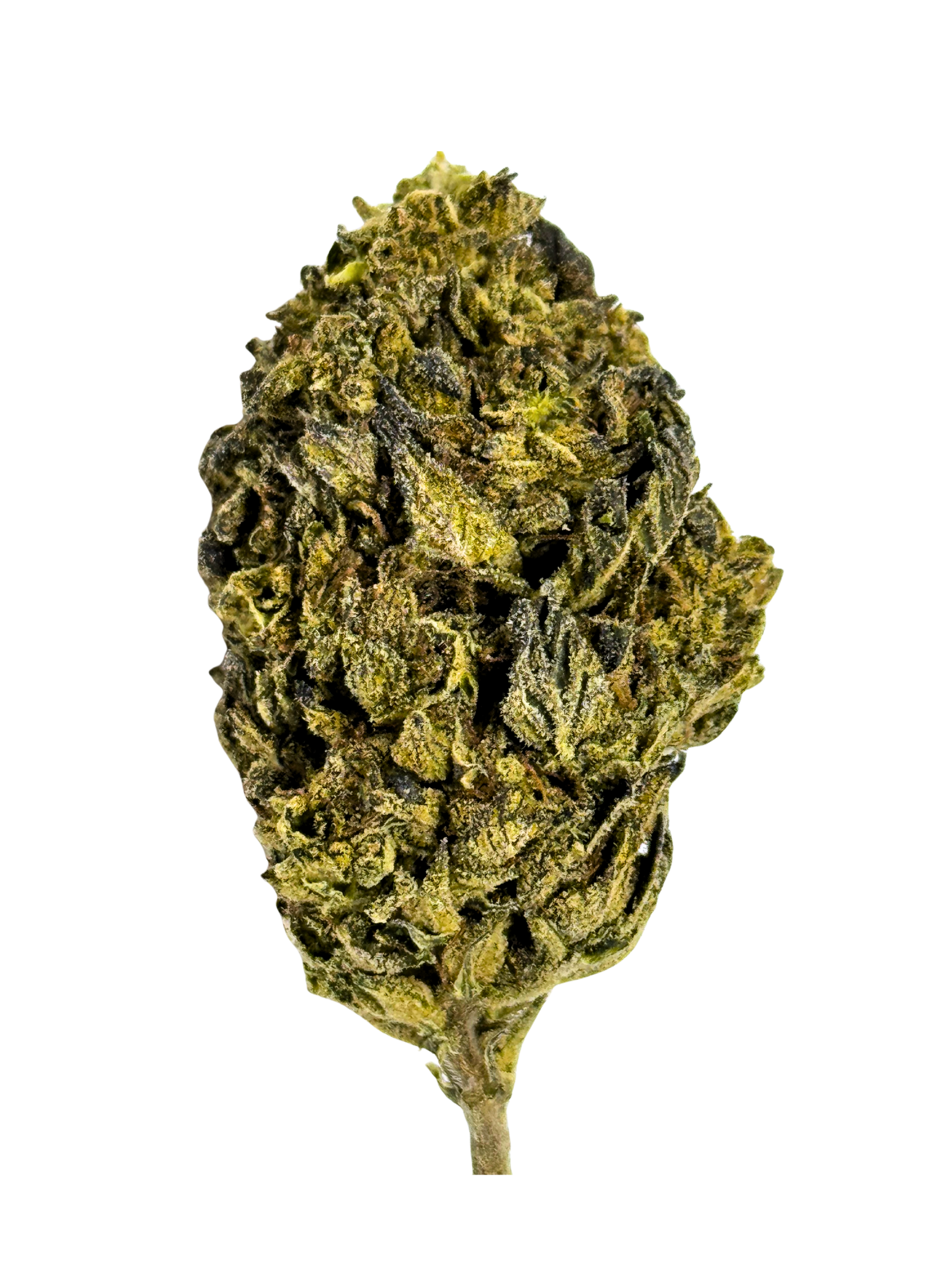*NEW* POP CANDY (Hybrid)