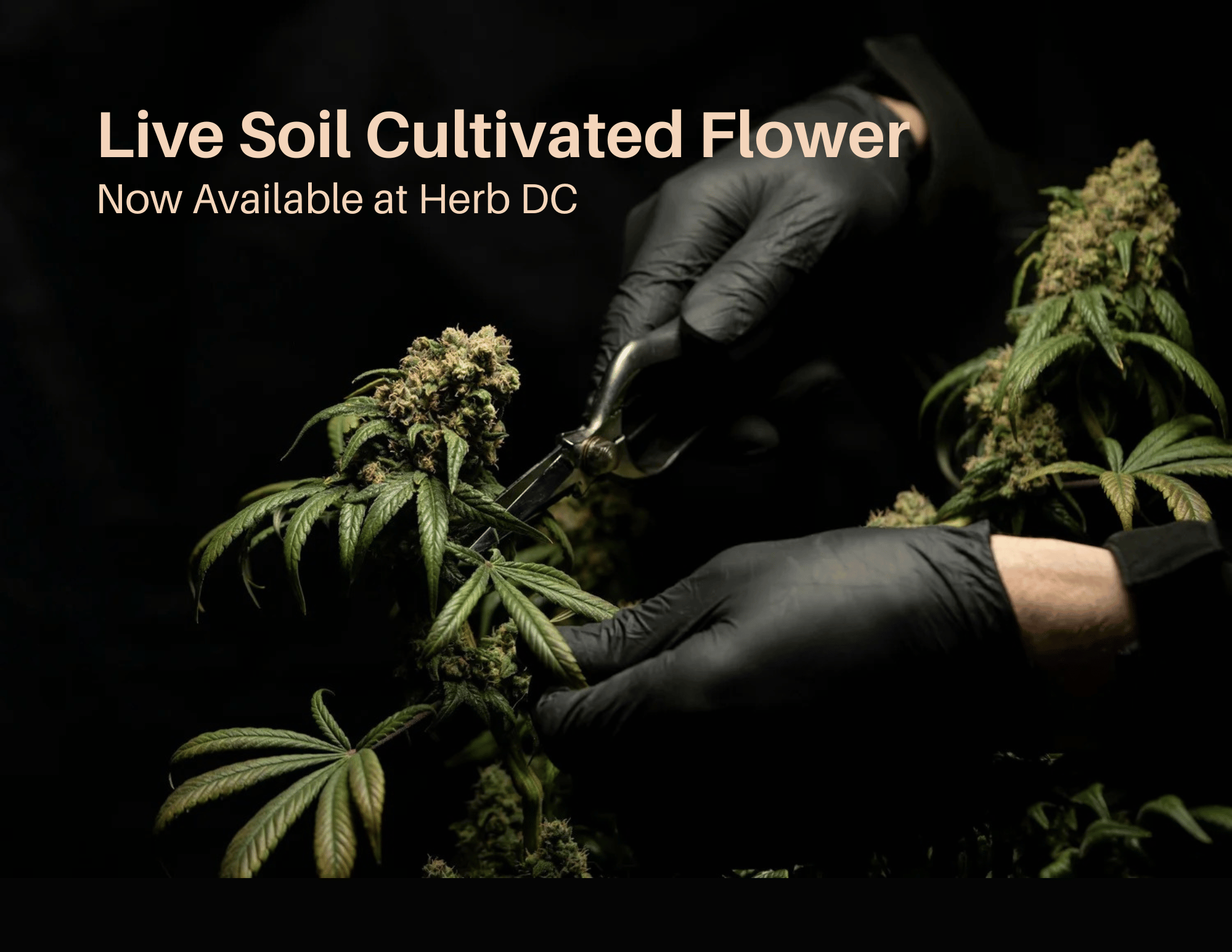 Live Soil Cultivated Flower-2.png