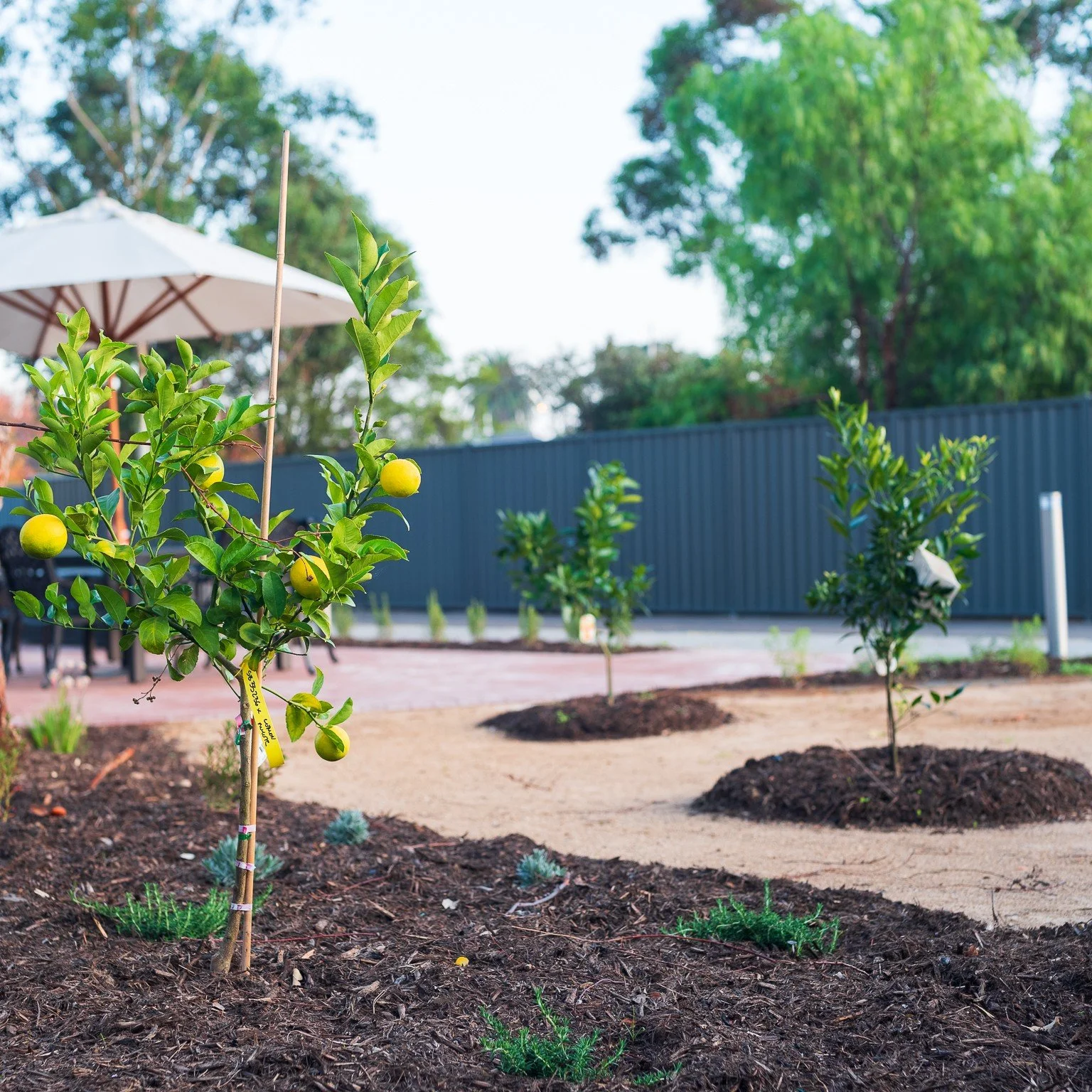 Our extensive outdoor spaces are full of life, with lush fruit trees and herb gardens for residents to enjoy. Whether you're picking fresh produce or just soaking up the sunshine, there's always something to savor at Ardmillan 🍋