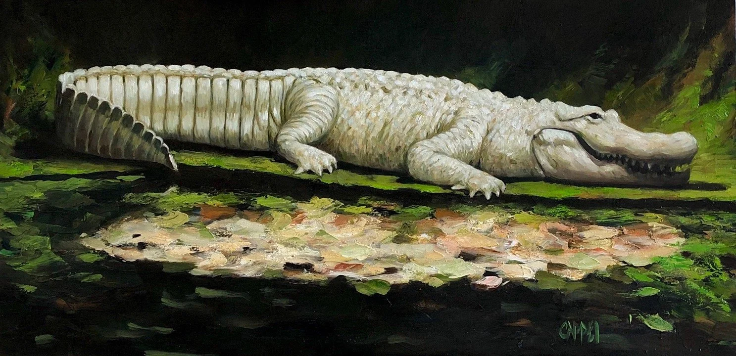 ALBINO GATOR