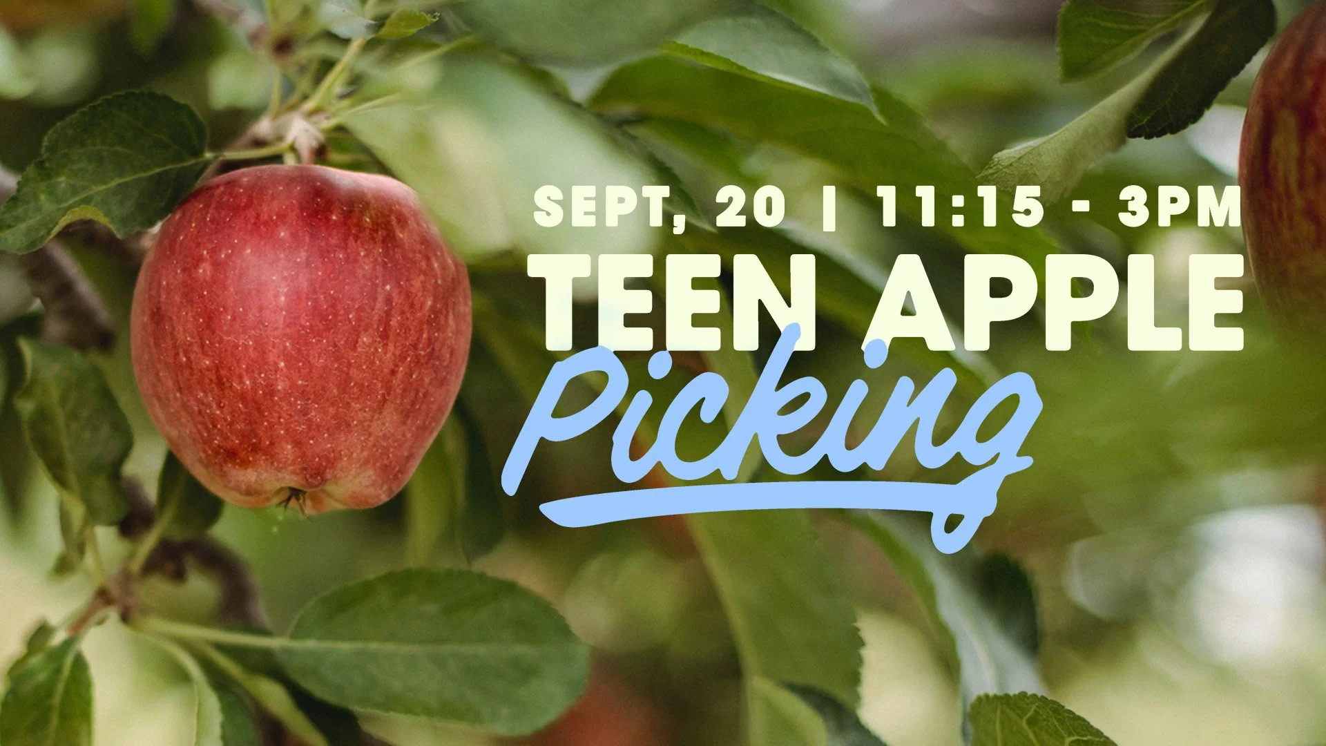 Teen Apple Picking