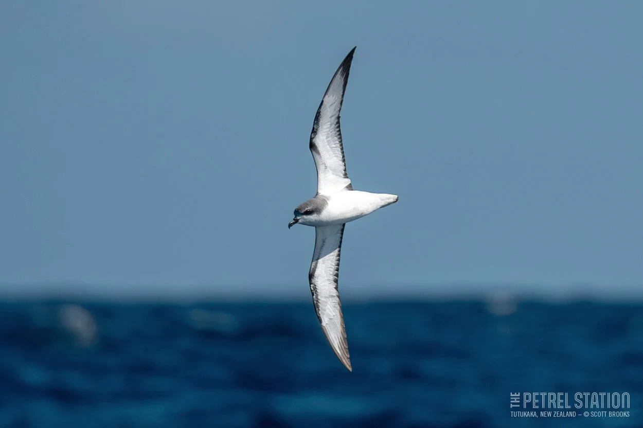 29 Feb 2024 — The Petrel Station Seabird Tours and Research - Tutukaka ...