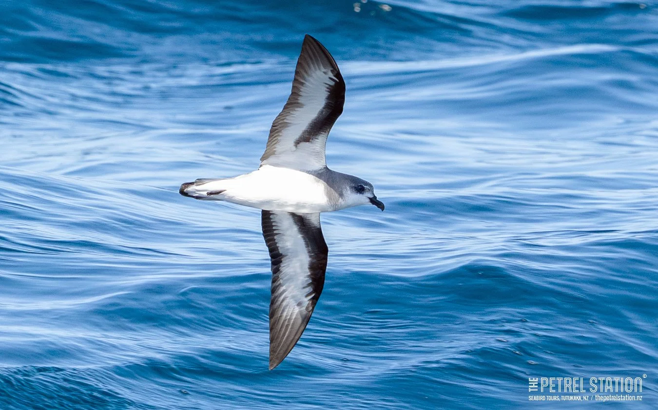 16, 19 &amp; 20 Feb 2026