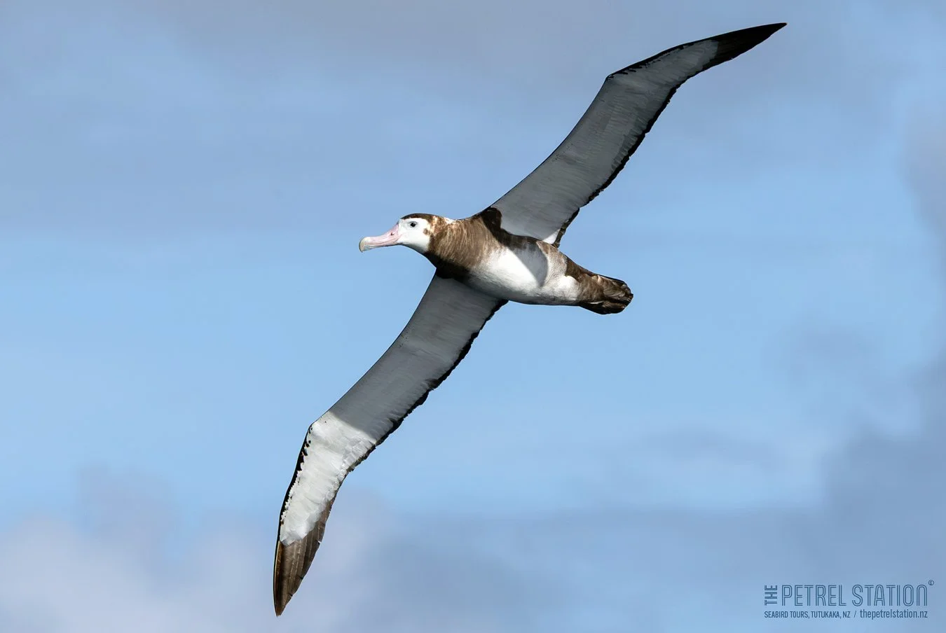 NZ Wandering Albatross (ssp. Antipodean)