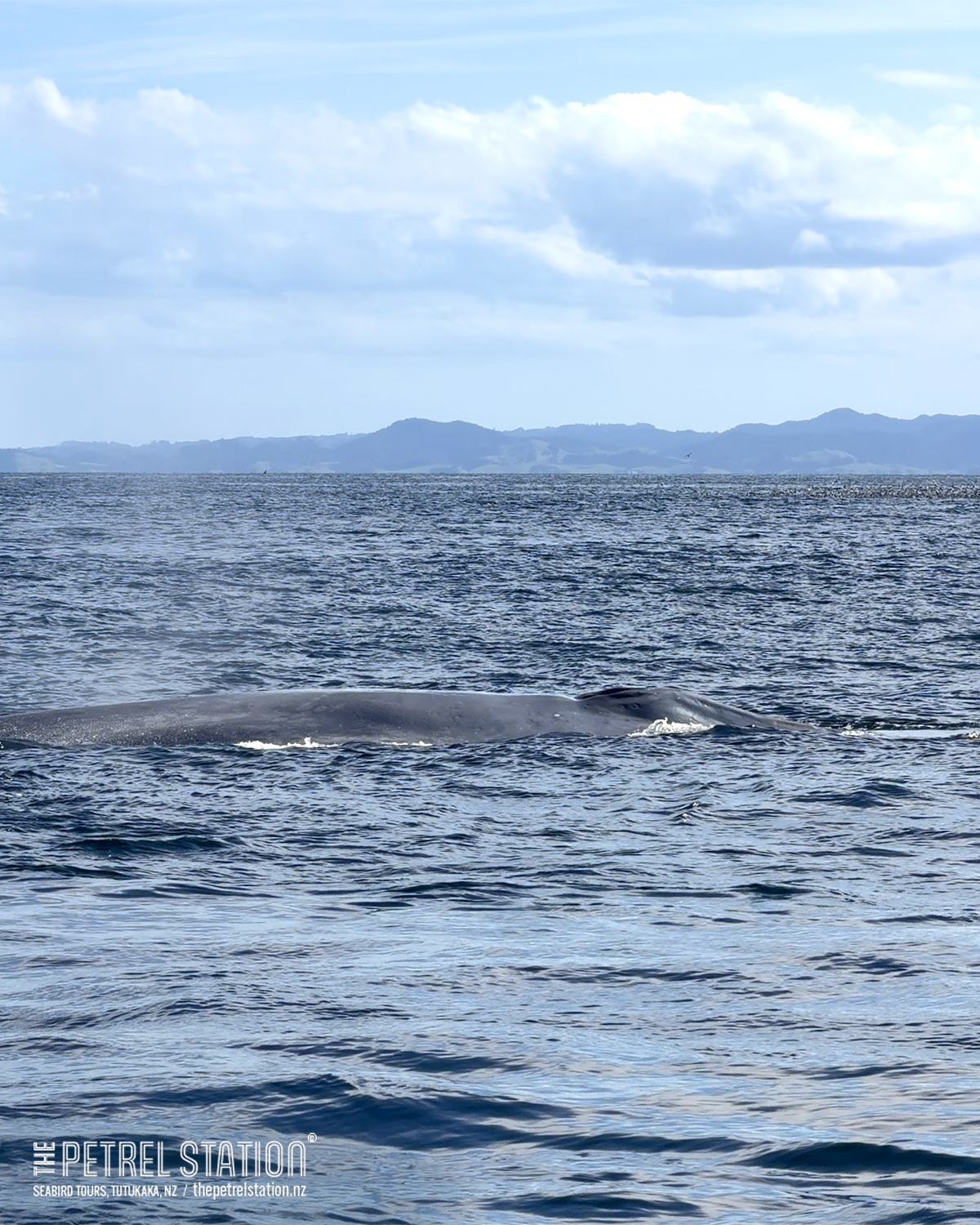 Blue Whale!!
