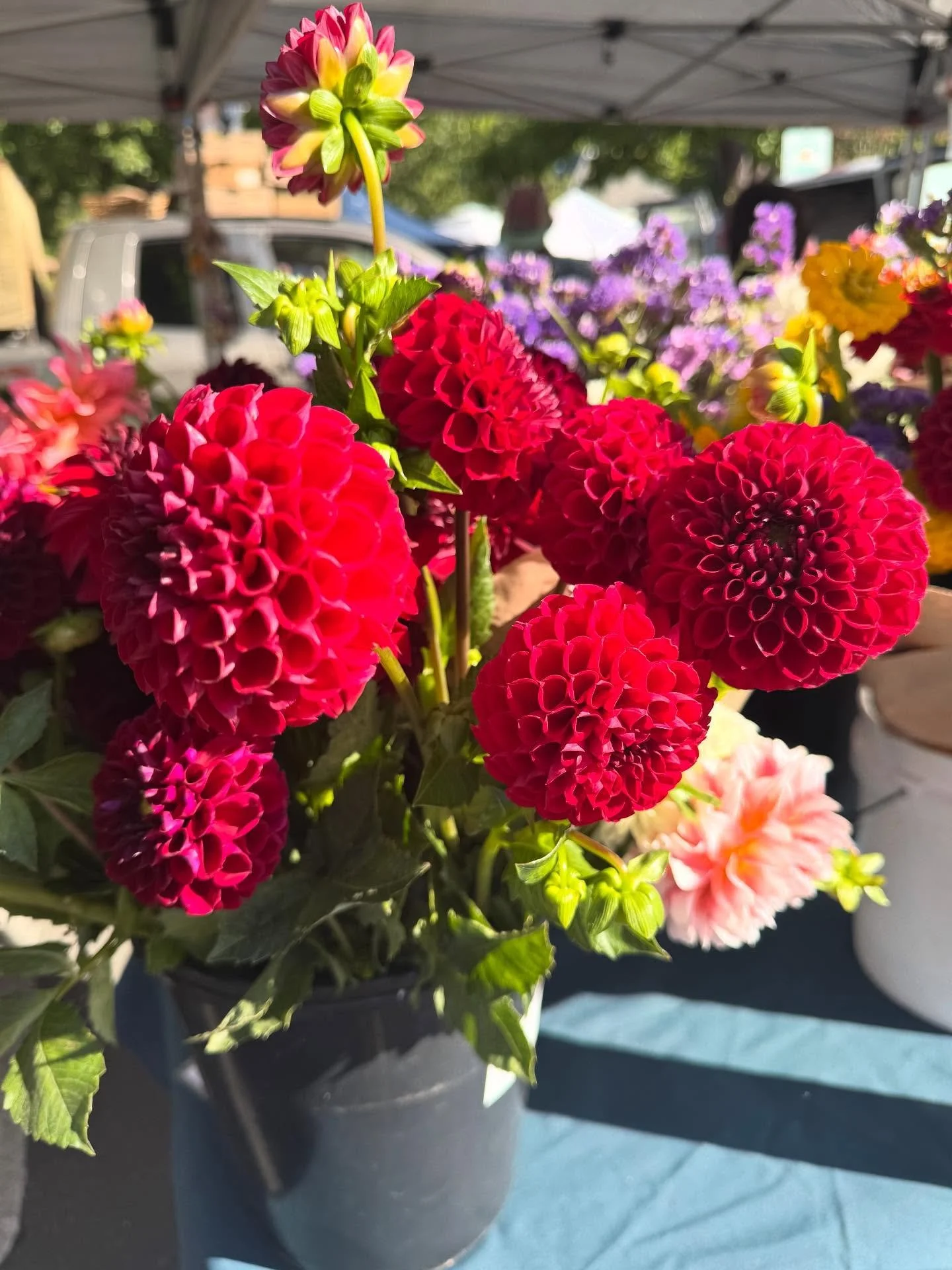 September sunshine is radiating abundance! 
@sebastopolfarmersmarket 

#sebastopolcalifornia #westcountylove #sonomacountyliving #sebastopolyoga