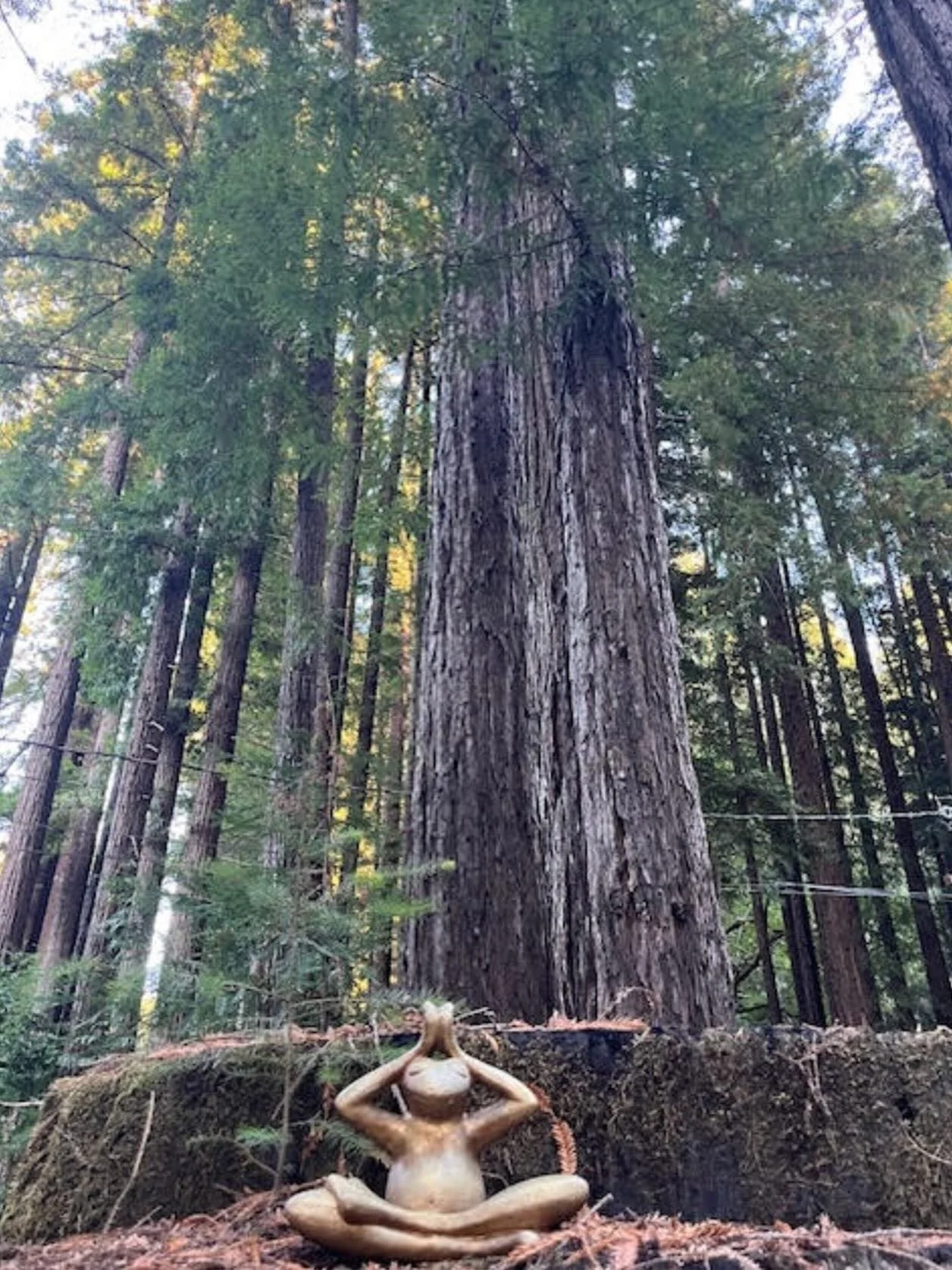 Thankful for the majestic redwoods giving us shade &amp; peace from the heat. 🌲🌲🌞 

#westcountysonomalove #undertheredwoods #sebastopolcalifornia #gratitude