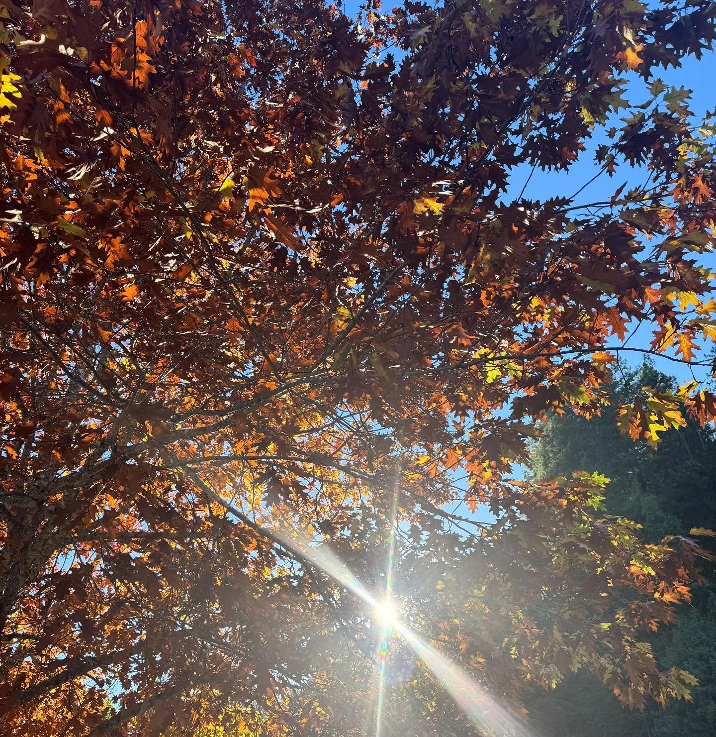 Fall sunshine in west county hits the heart real good 🌞 🍂

#lovewhereyoulive #sonomacounty #russianrivervalley #westcounty #sebastopolcalifornia #sebastopolyoga #radiate