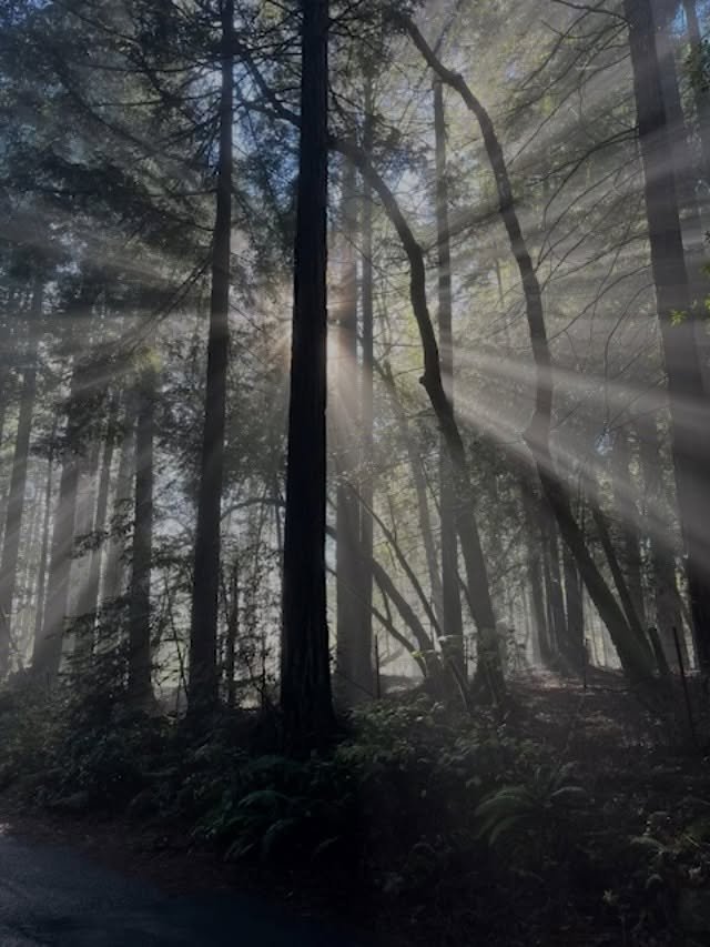 Winter light ⛅️

#sonomacounty #westcounty #redwoods #sebastopolcalifornia #sebastopolyoga #radiate