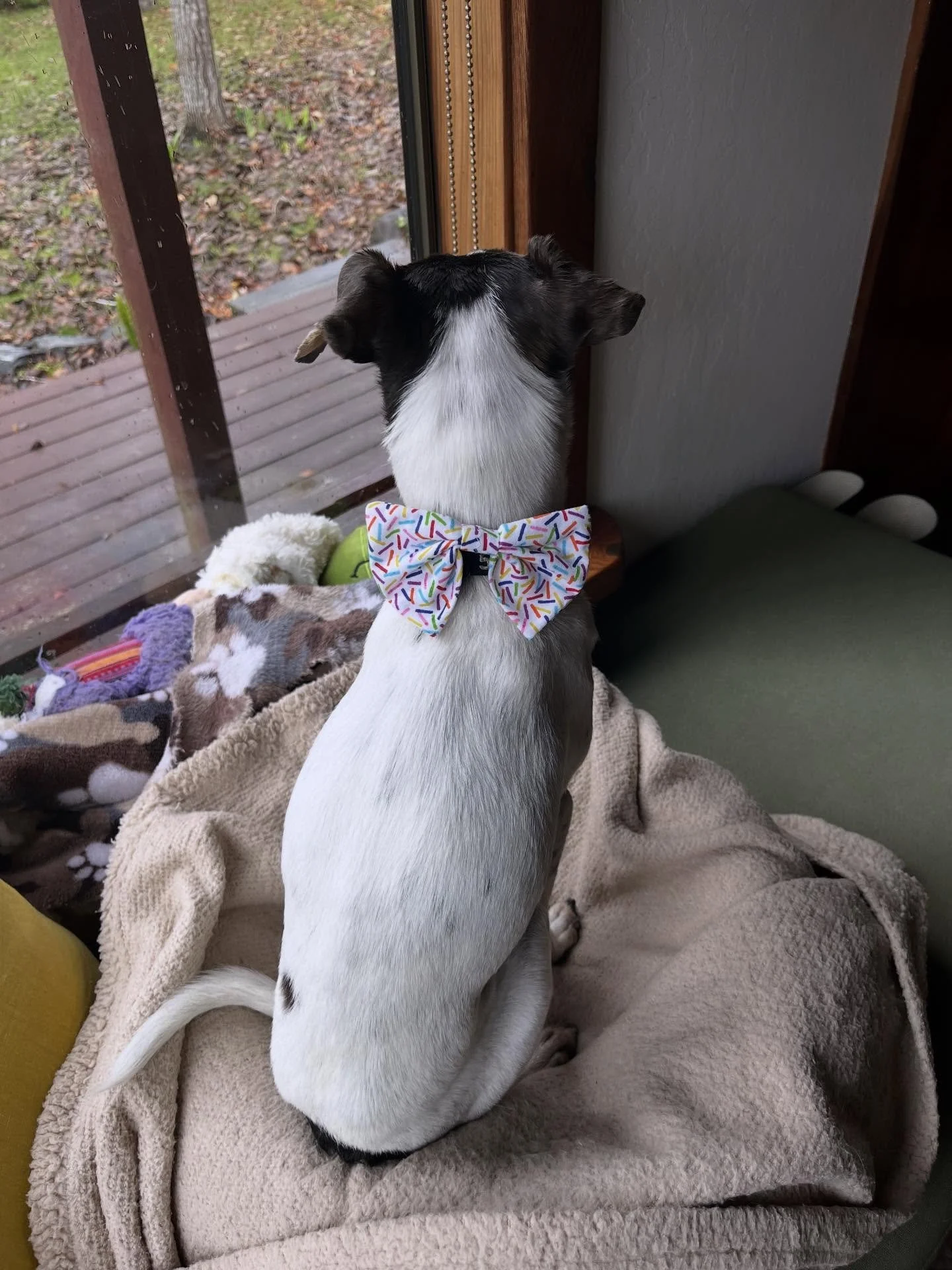 Wishing you and yours a Sweet New Year 🍯 🌞🌟✨

#staydrysebastopol #sebastopolcalifornia