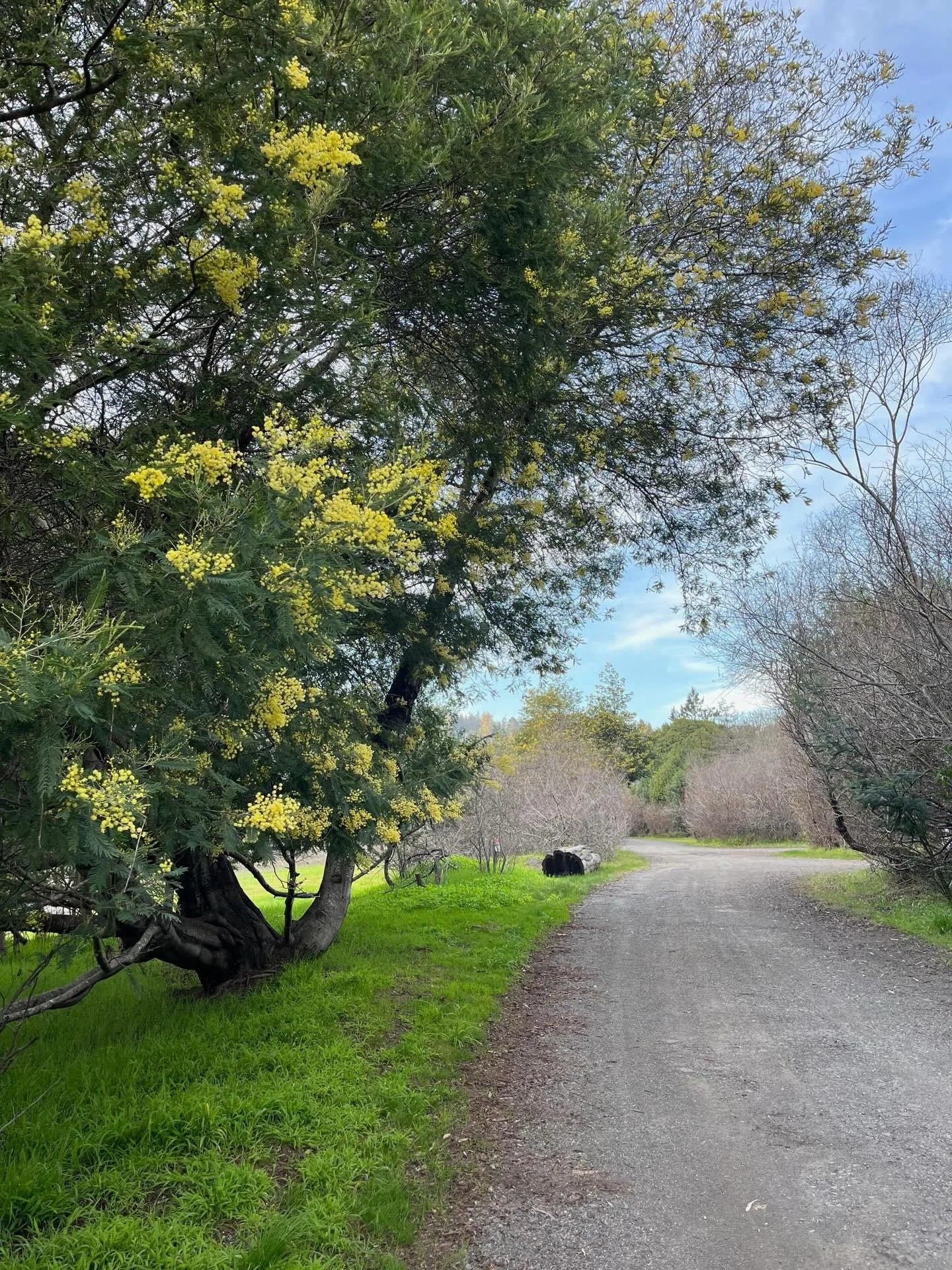 &ldquo;You can cut all the flowers but you cannot keep spring from coming.&rdquo; - Pablo Neruda  #radiate #sebastopolyoga #sonomacounty #sonomacountyyoga #yoga