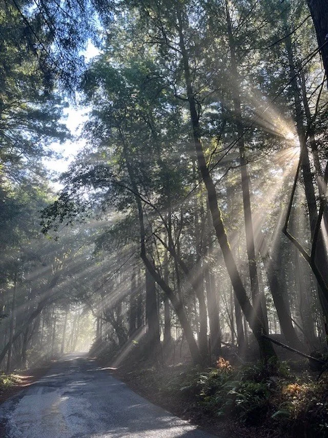 &ldquo;Like a veil of light, the trees were softly bright.&rdquo; - Robert Frost  #sebastopolyoga #sonomacounty #westcounty #yoga #sebastopol