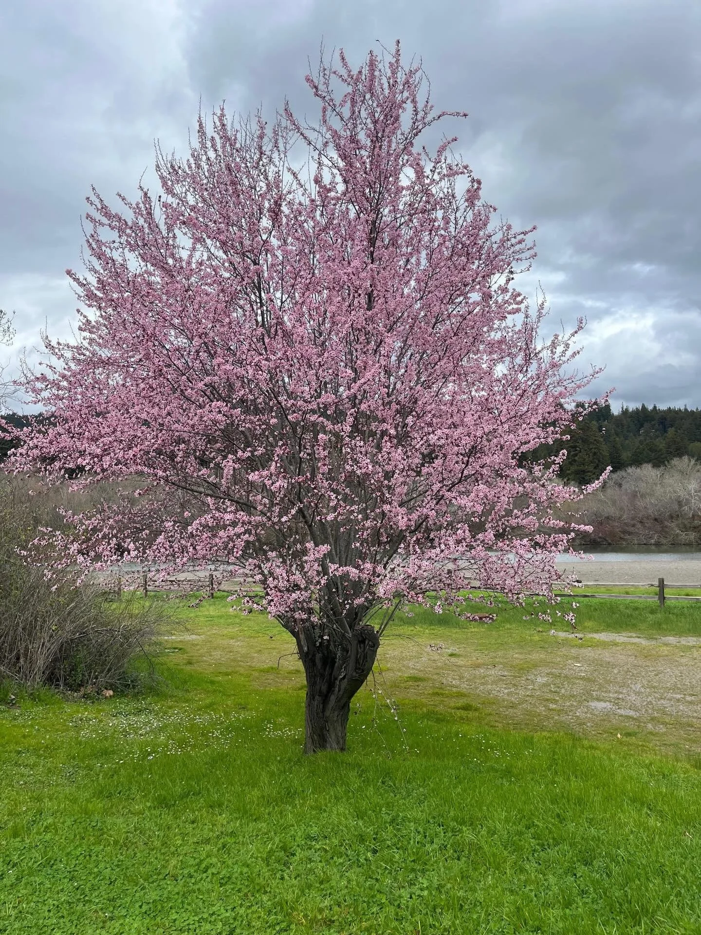 Spring is coming💕  #sebastopolyoga #sonomacounty #westcounty #yoga #sebastopol