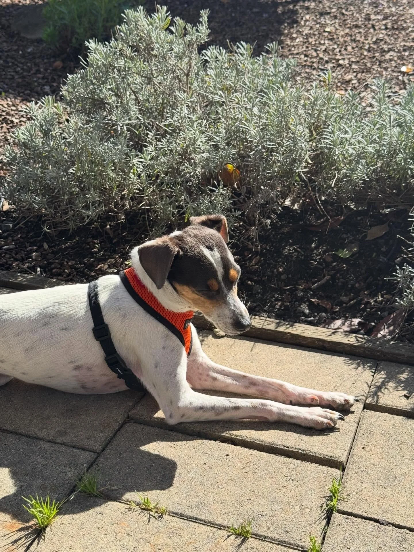 Sunshine after the rain in Sebastopol feels so good! 🌞  #sebastopolyoga #sebastopolcalifornia