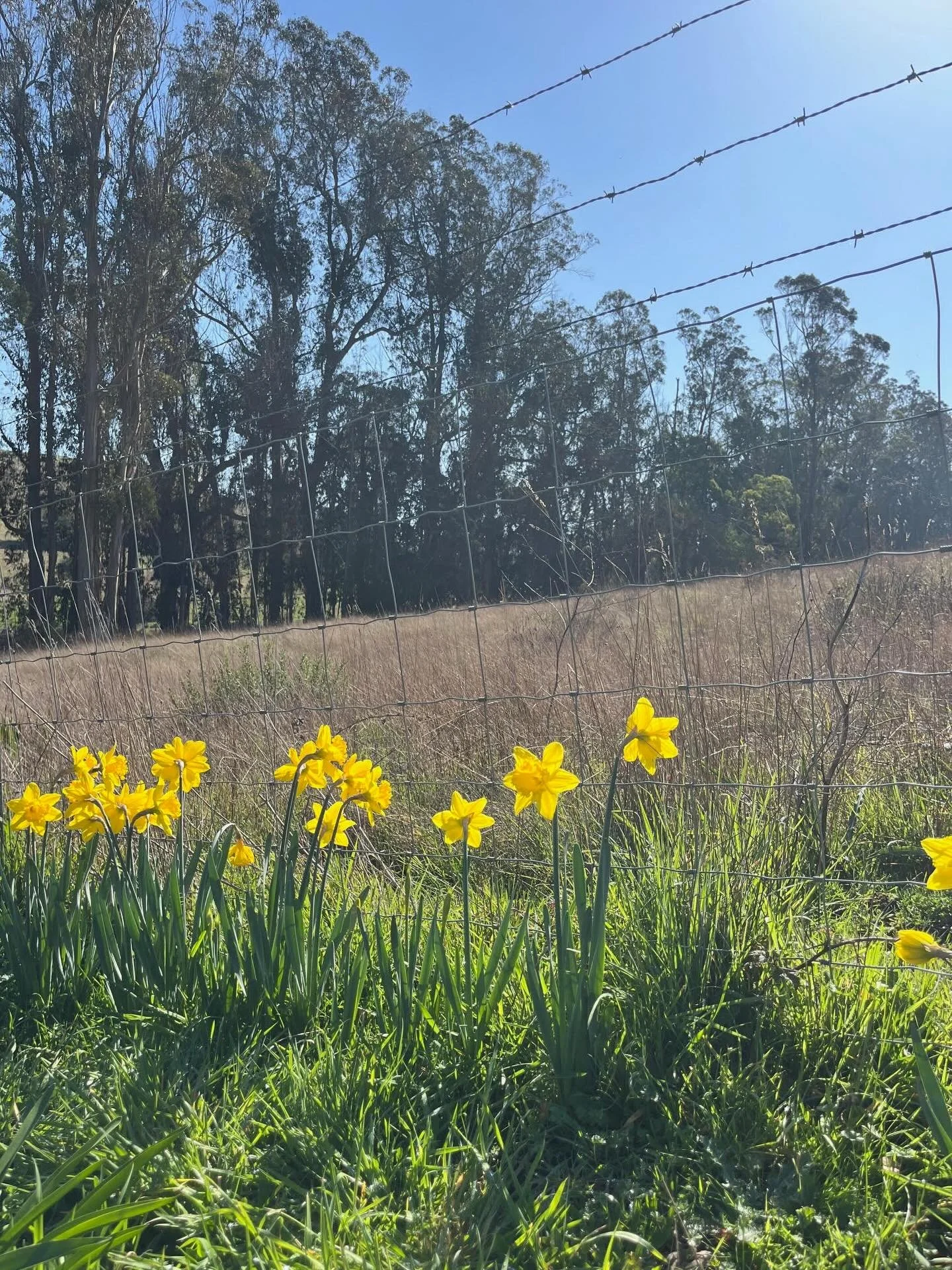 &ldquo;The Earth laughs in flowers&rdquo; - Ralph Waldo Emerson  #sebastopolyoga #radiate #radiateyoga #sonomacountyyoga #westcounty