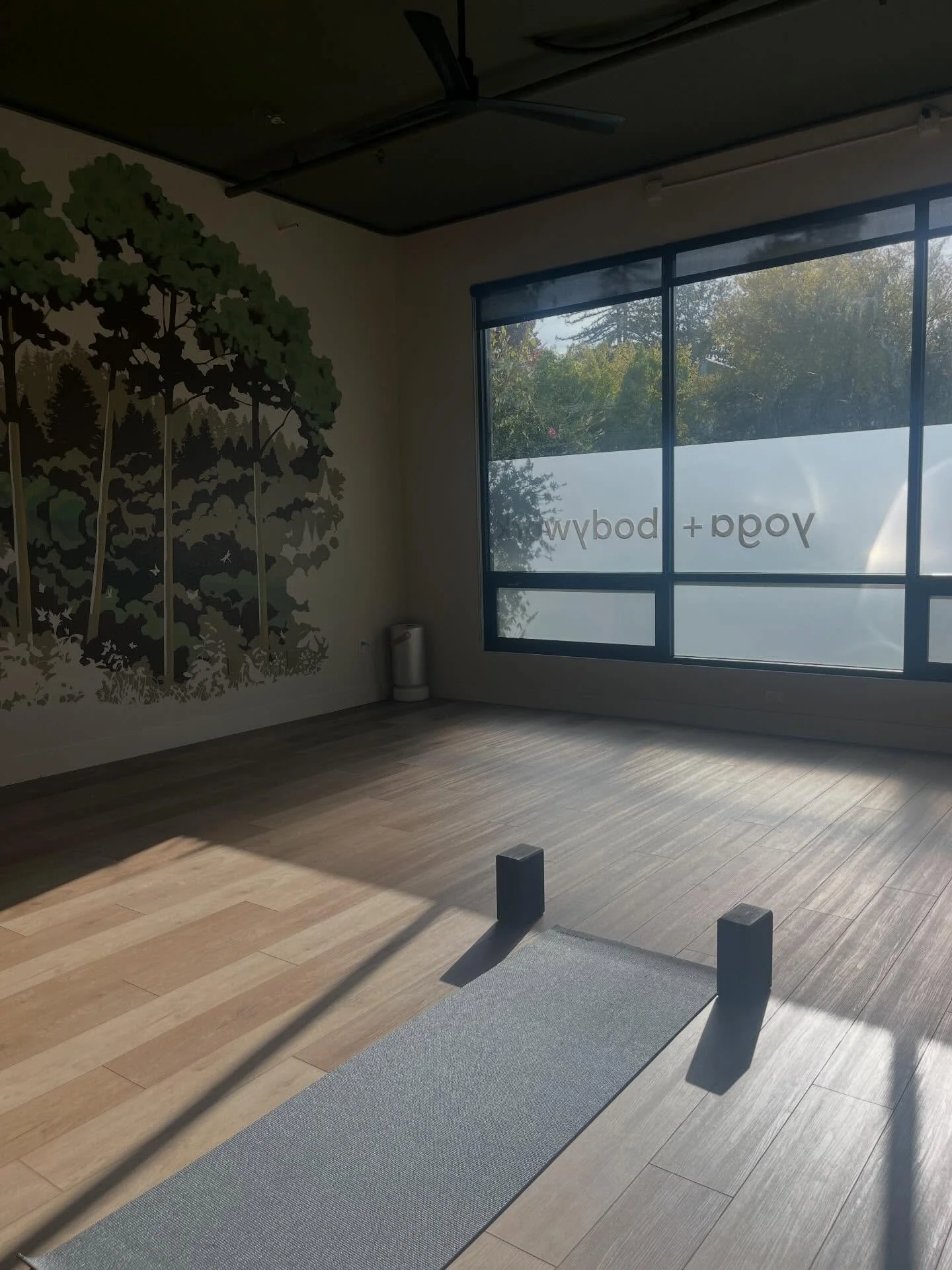 Sunshine in the studio. ⛅️ #radiate #sebastopolyoga #yogaflow #sonomacounty #westcounty