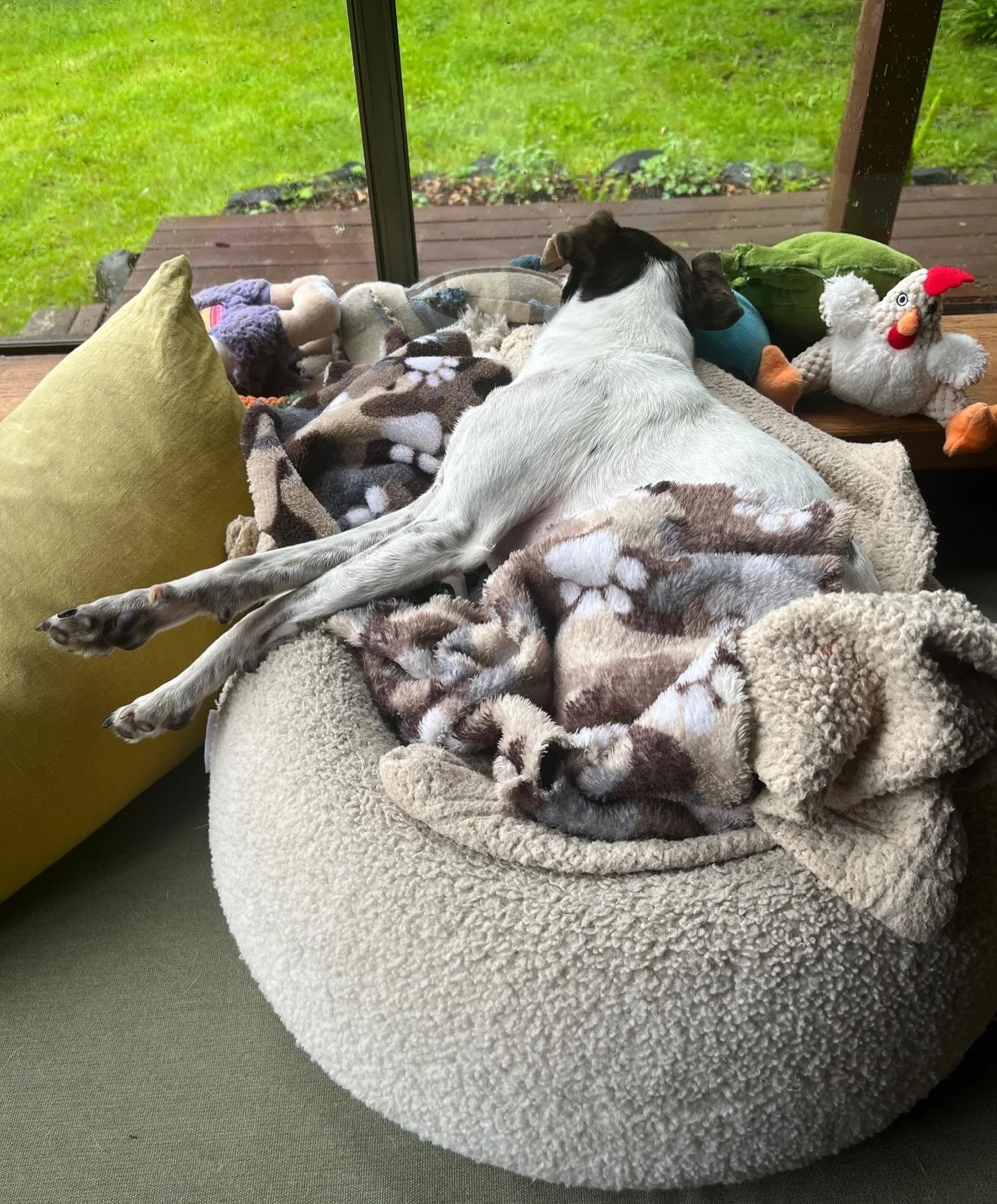 Rainy day vibes&hellip; 💚

#aprilshowersbringmayflowers #sebastopolcalifornia #sonomacounty #russianrivervalley