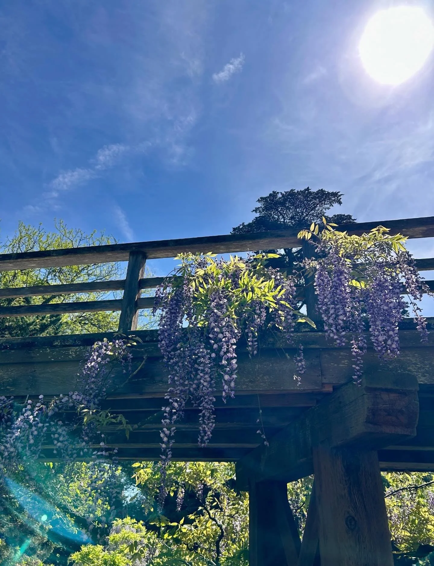 &ldquo;April is a reminder that life is a beautiful, ever-renewing cycle.&rdquo; E.E. Cummings 🪻🌞 #sebastopolyoga #sonomacounty #radiate #westcounty #sebastopol