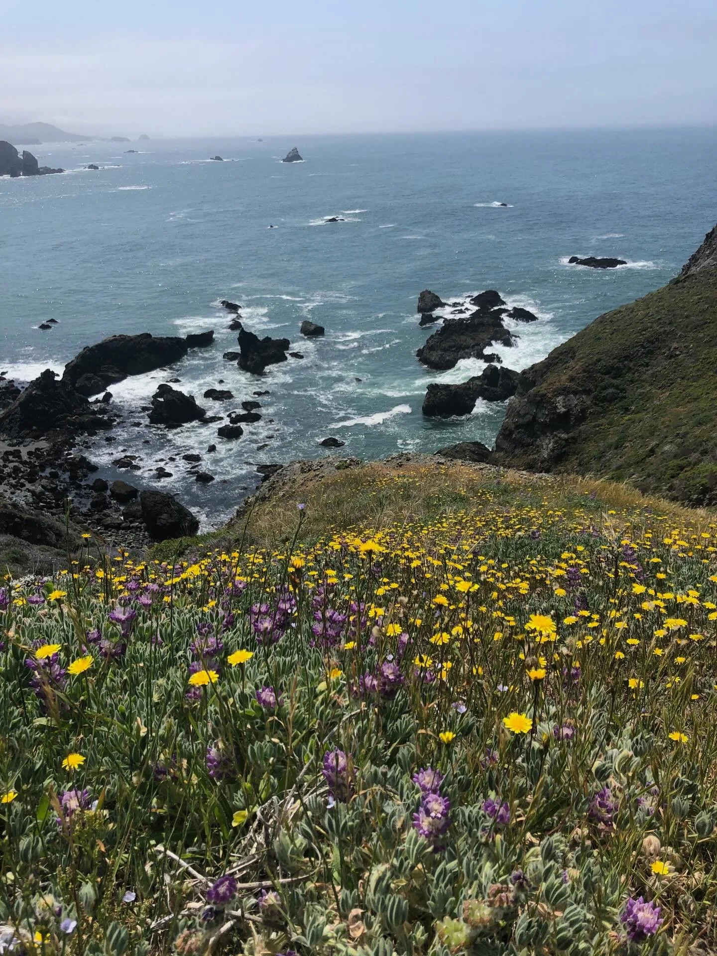 Wildflower season🌼🌊 #sonomacoast #sebastopolyoga #sonomacounty #westcounty #sebastopol