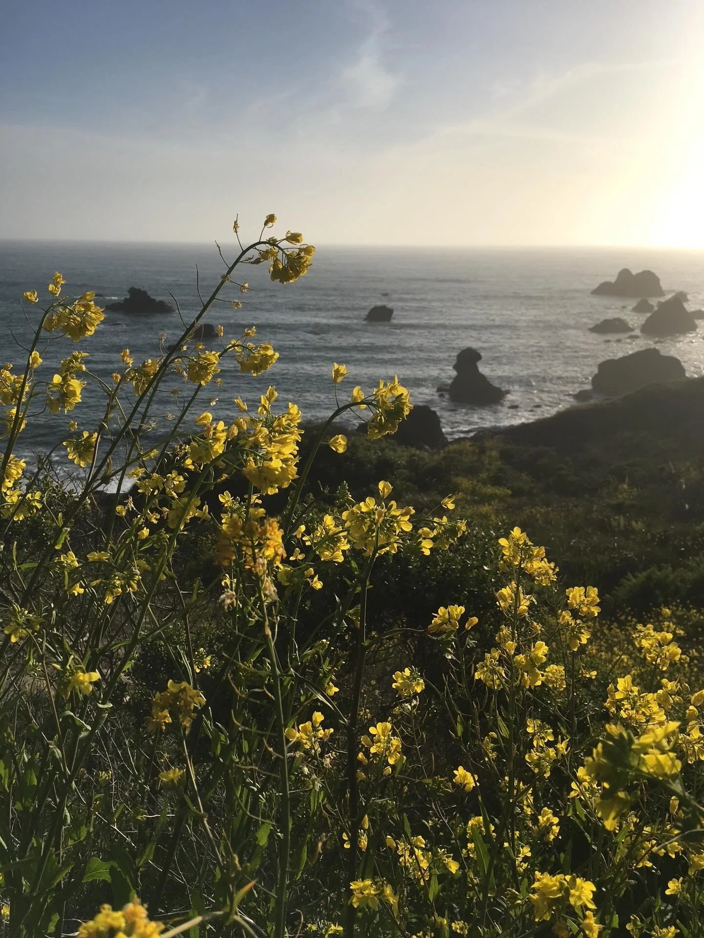 &ldquo;You are the one that possesses the keys to your being. You carry the passport to your own happiness.&rdquo; - Diane von Furstenberg  #radiate #radiateyoga #sebastopol #sebastopolyoga #westcounty