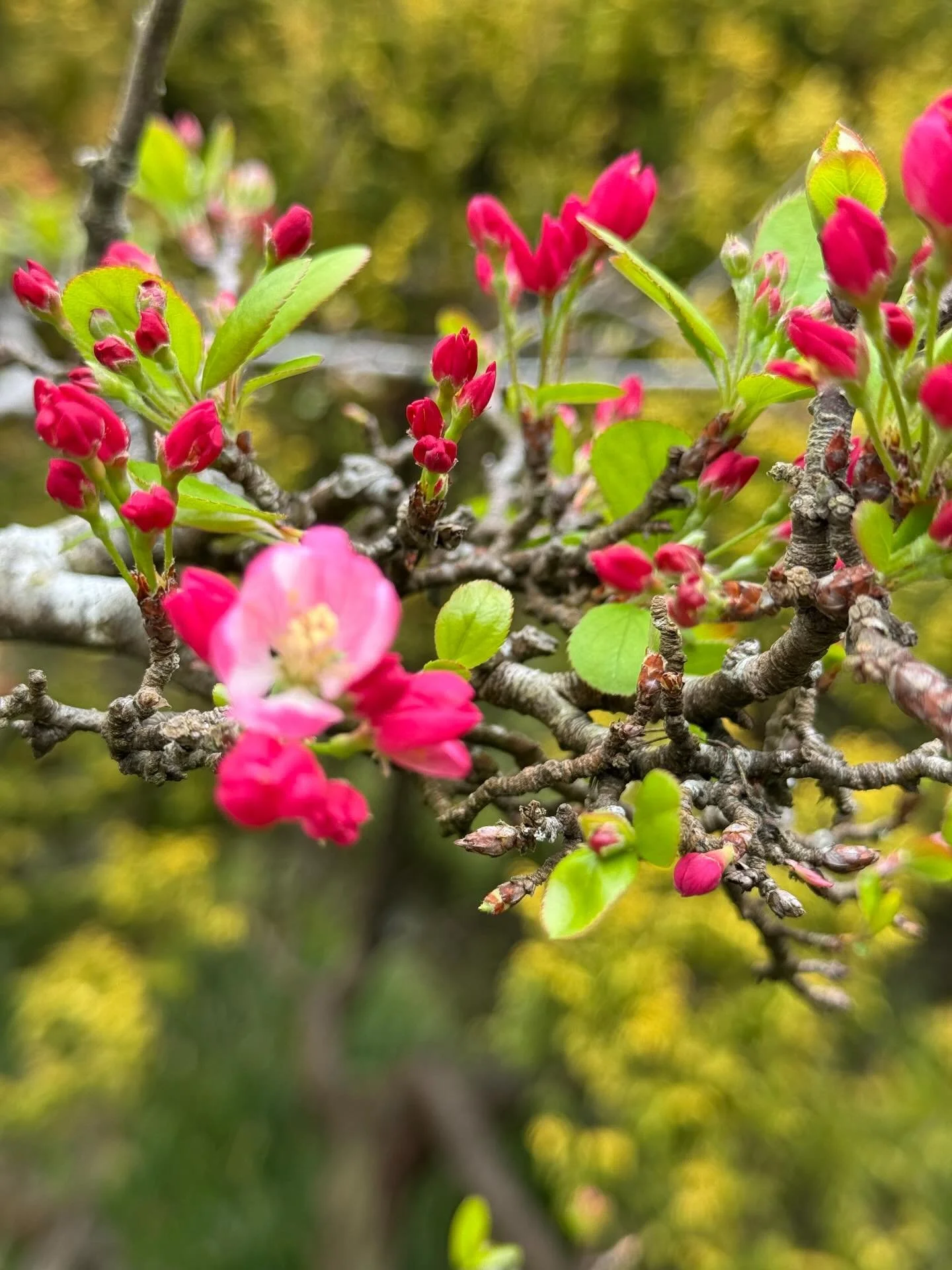 Blooming🌸  #radiateyoga #sebastopolyoga #sonomacounty #sebastopol #westcounty