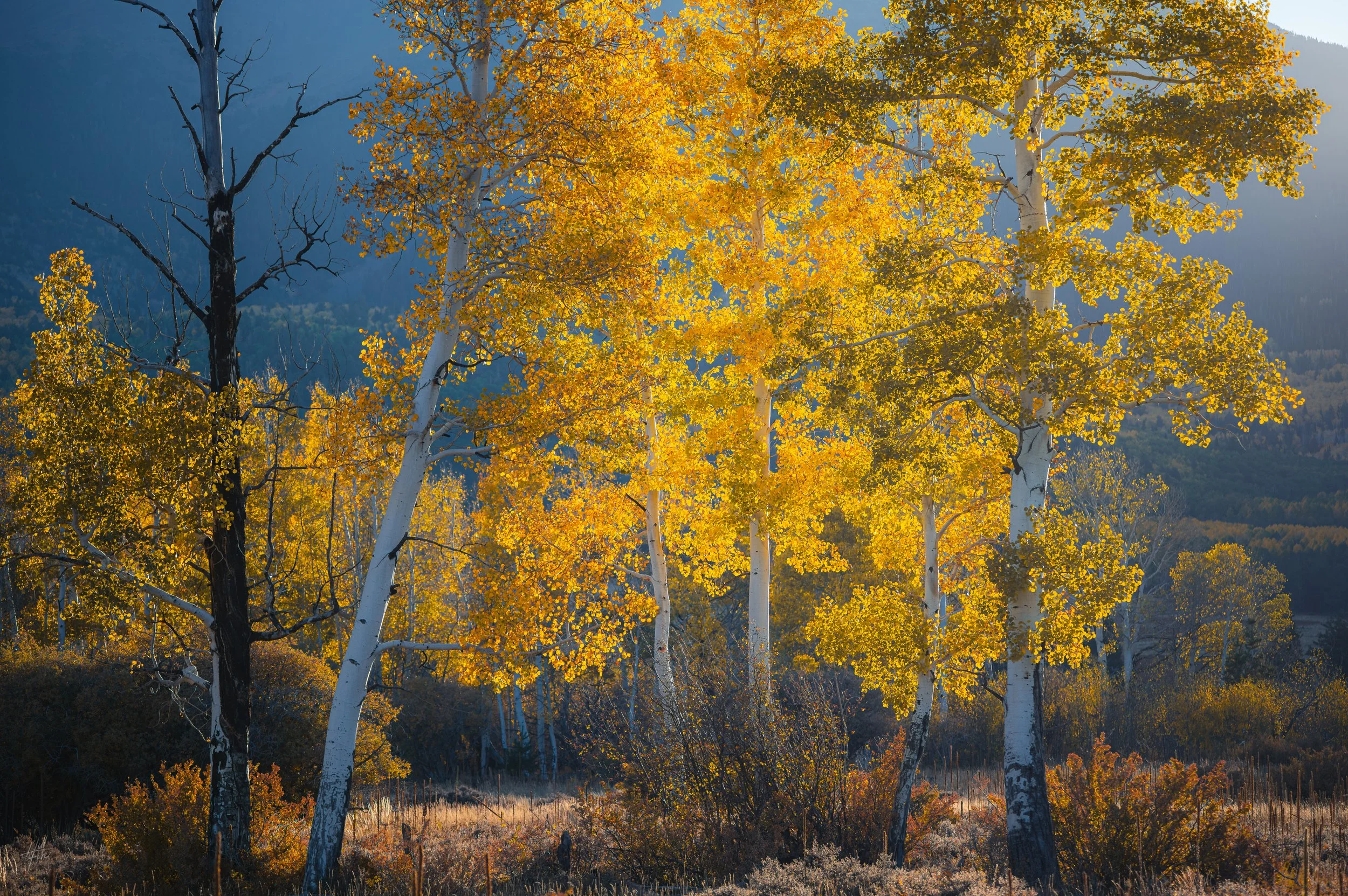 Autumn Morning Light (2)