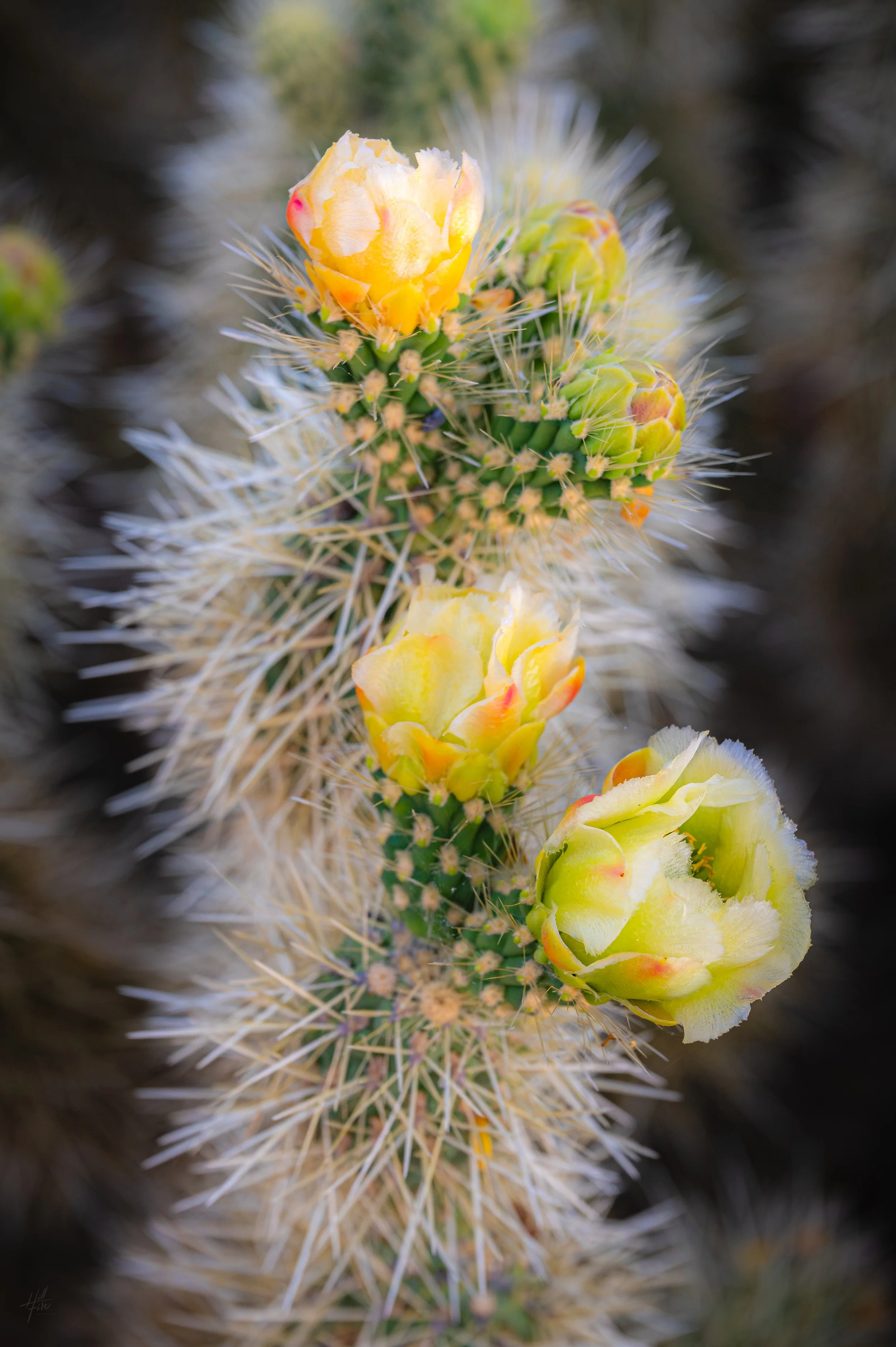 Silver Cholla Bloom