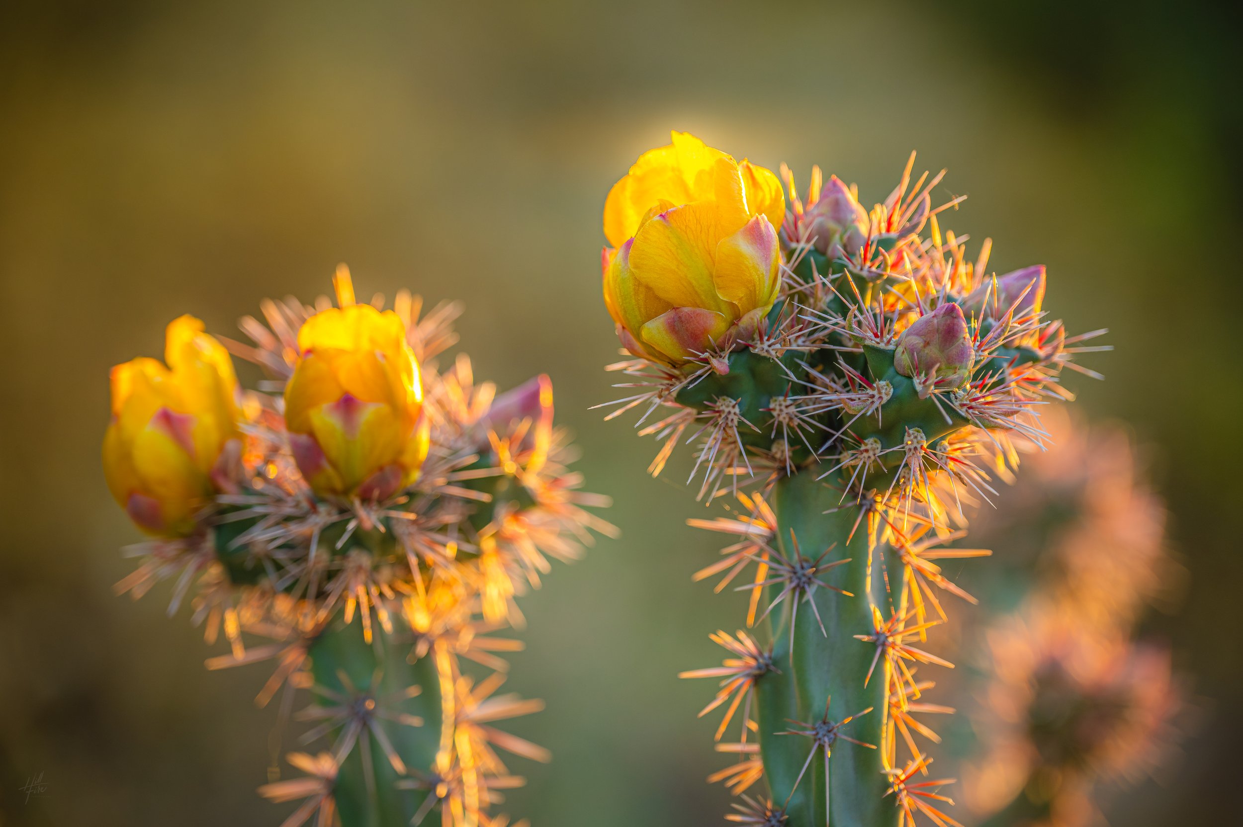 Buckhorn Cholla Bloom