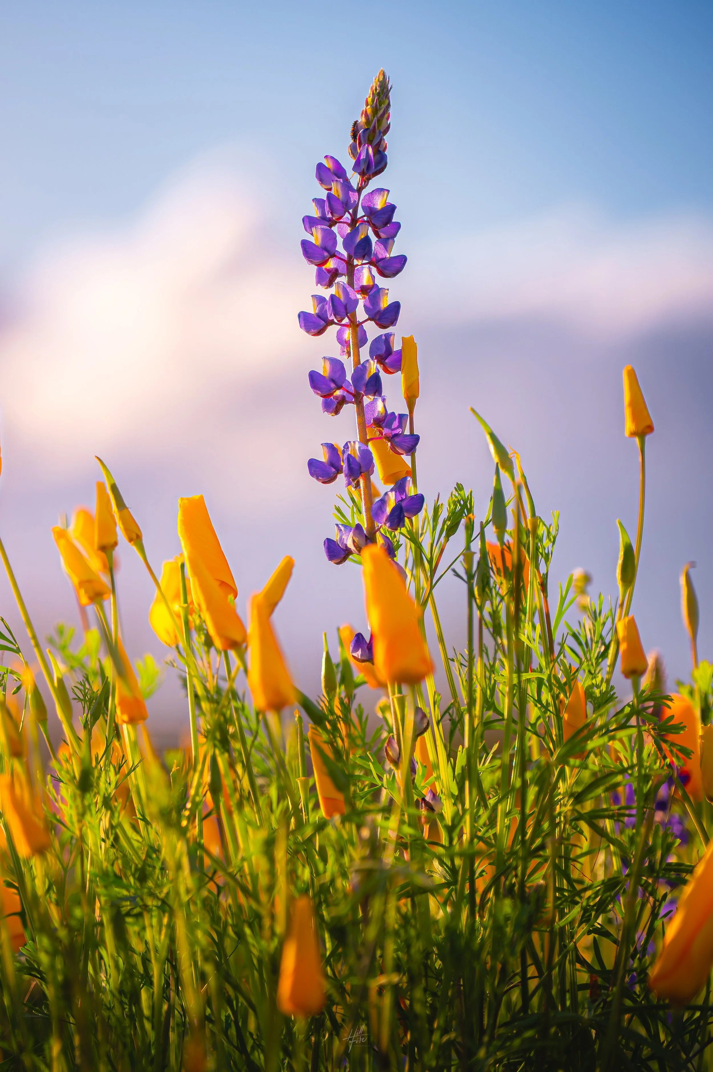 Superbloom Portrait