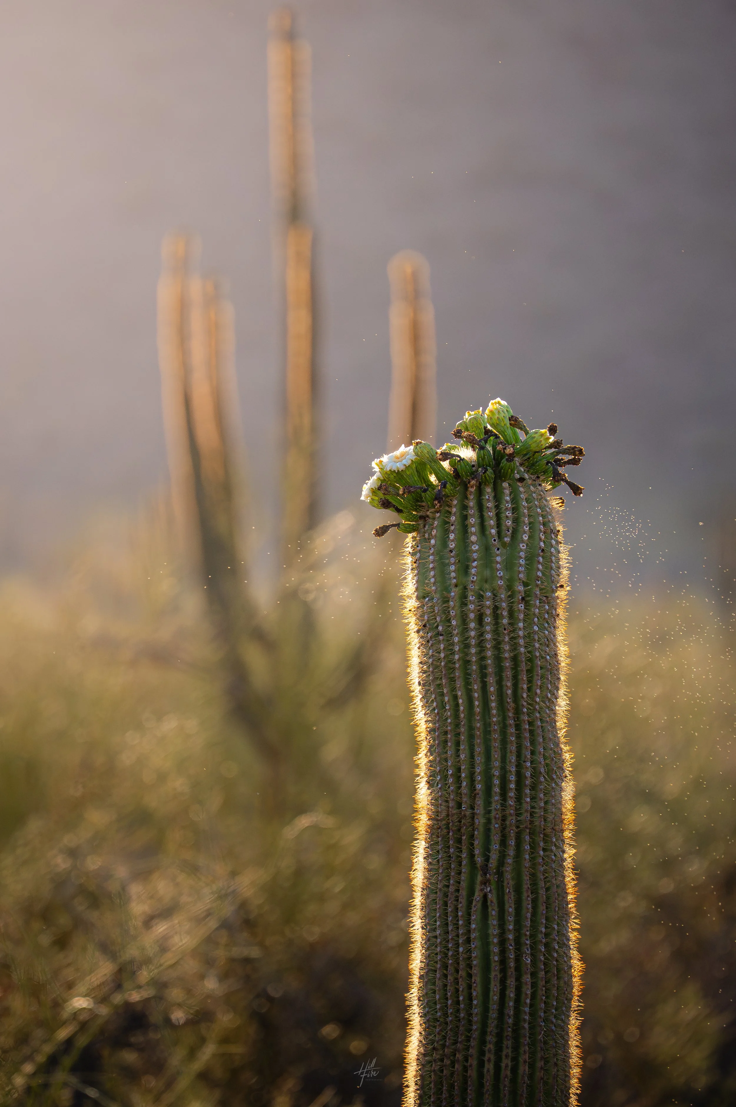 Saguaro Blossom Sparkles