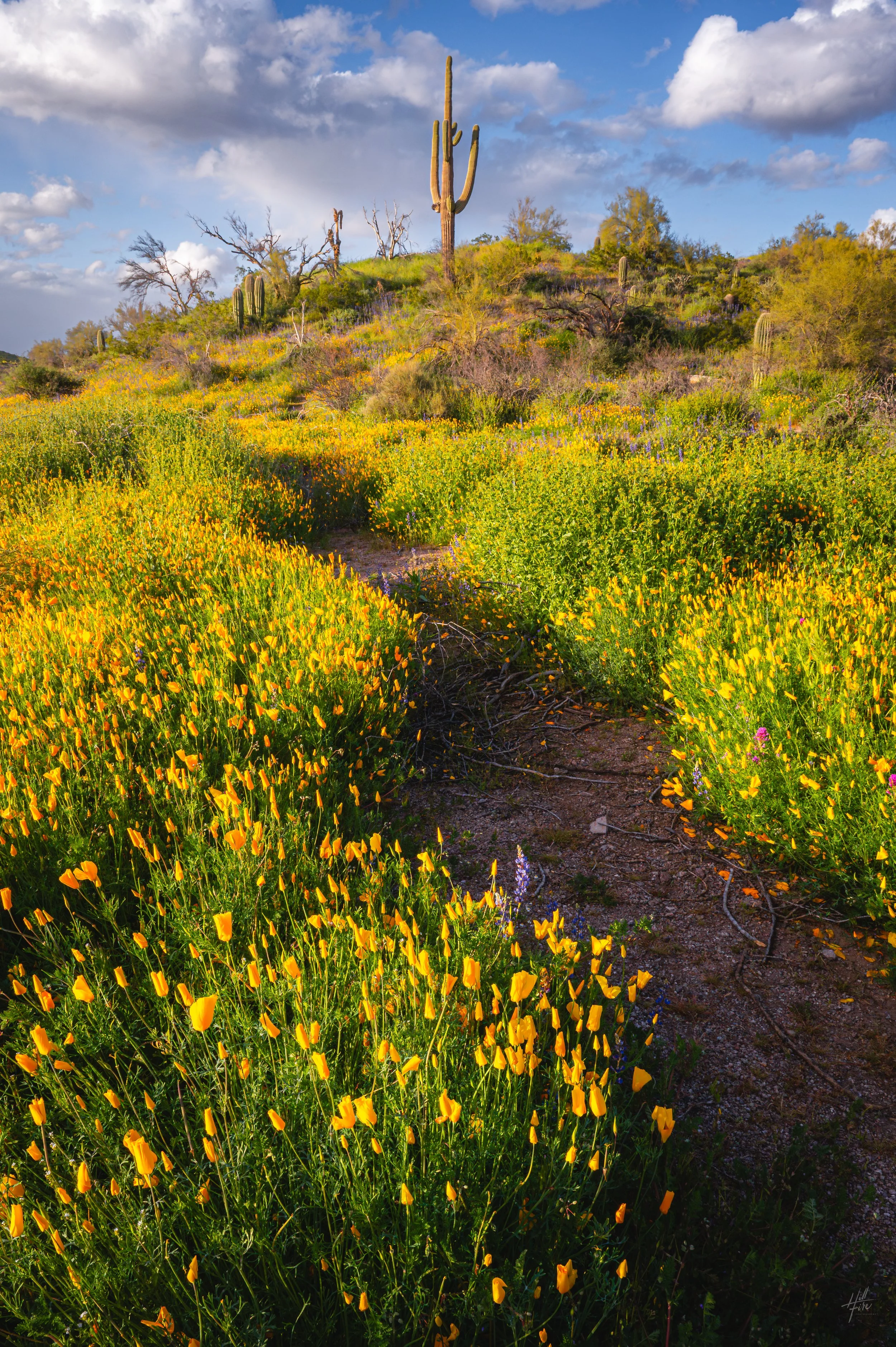 Superbloom Path