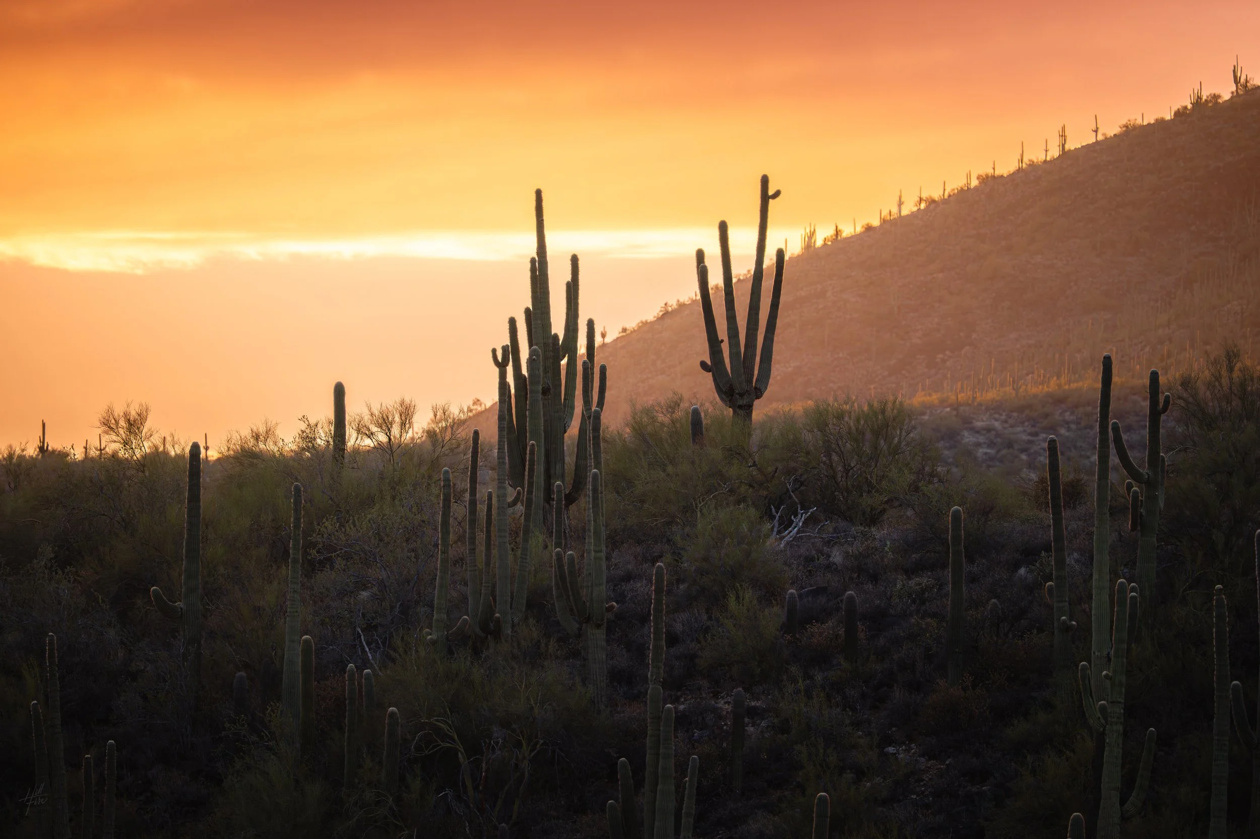 Jewel of The Saguaro Sunset