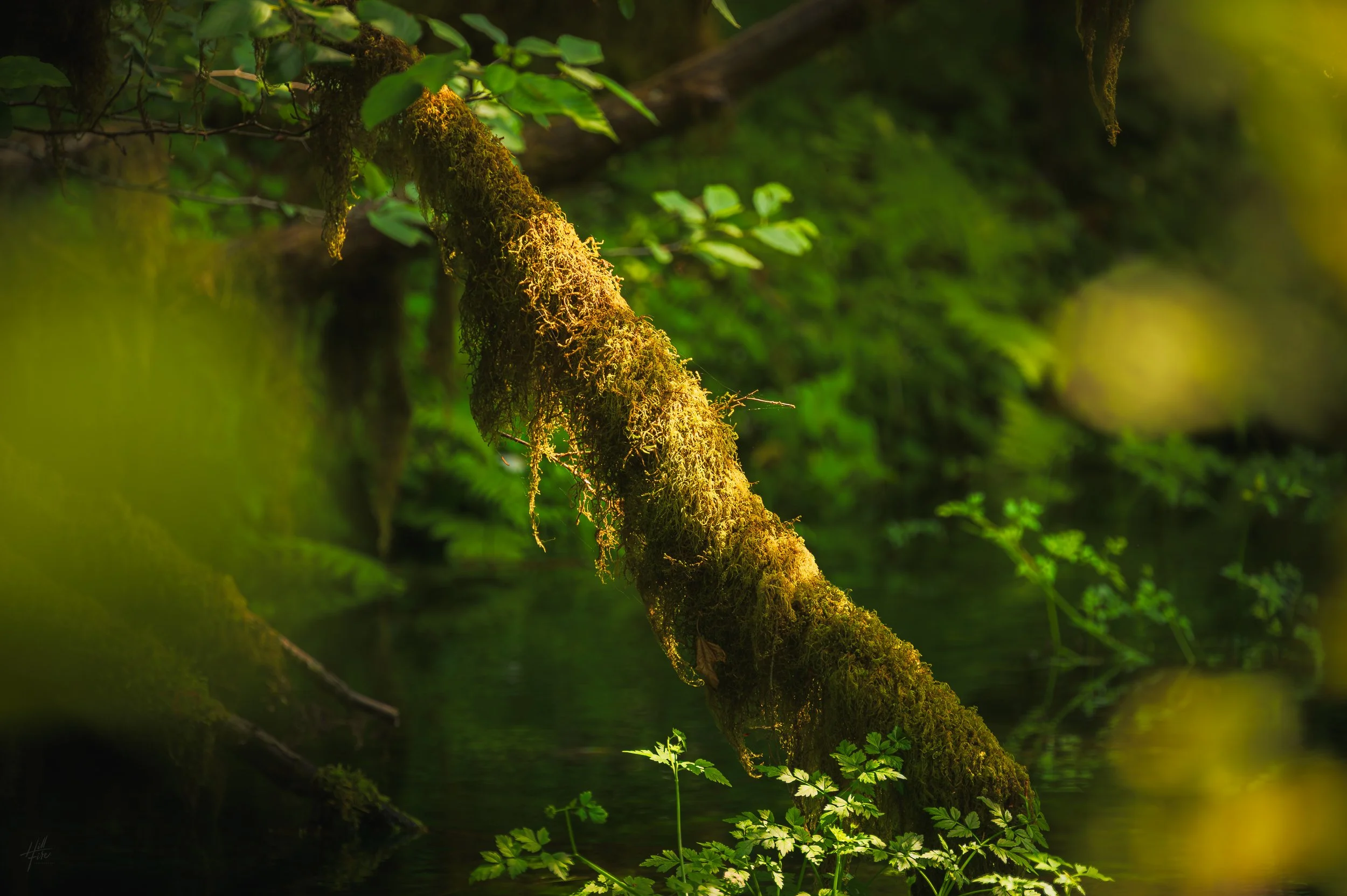 Hoh Rainforest Light (2)